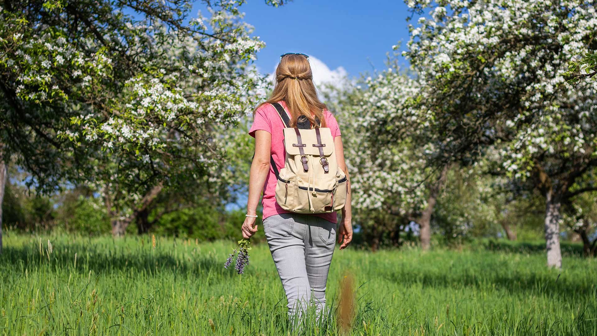 Apfelblüte rund um Meran