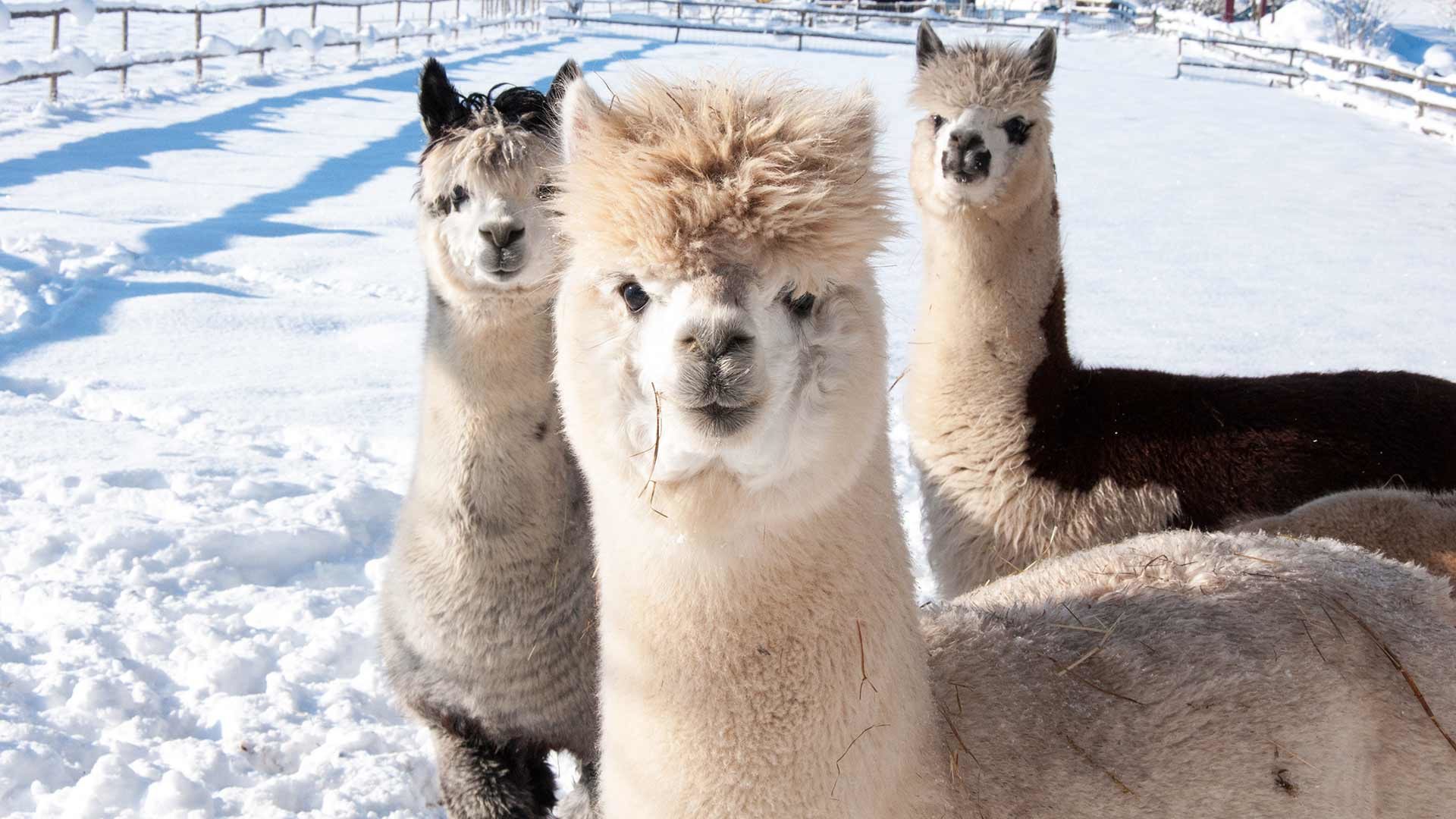 Winterwanderungen mit Lamas
