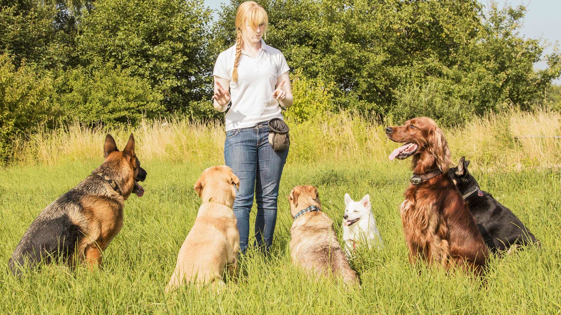 Dog Sitting