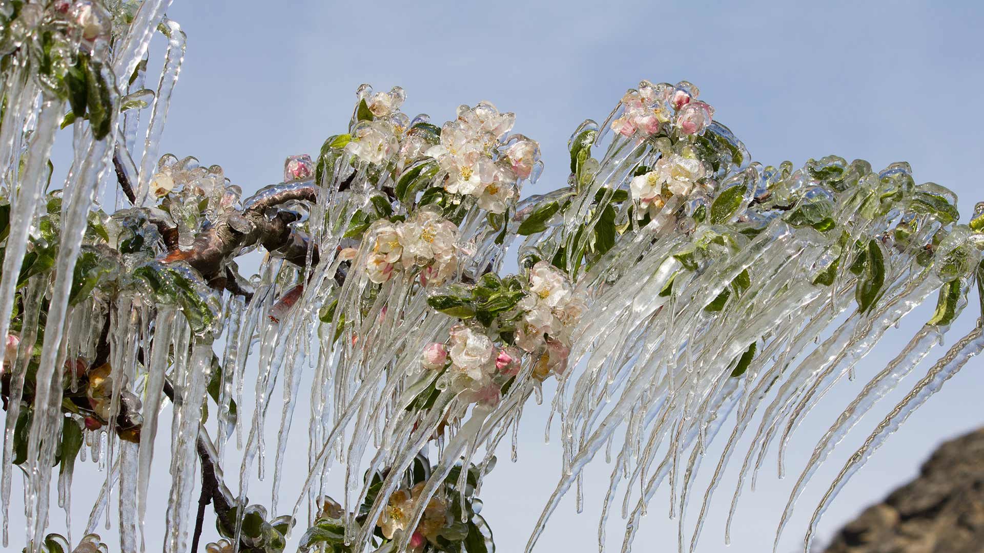 Eisblüten bestaunen