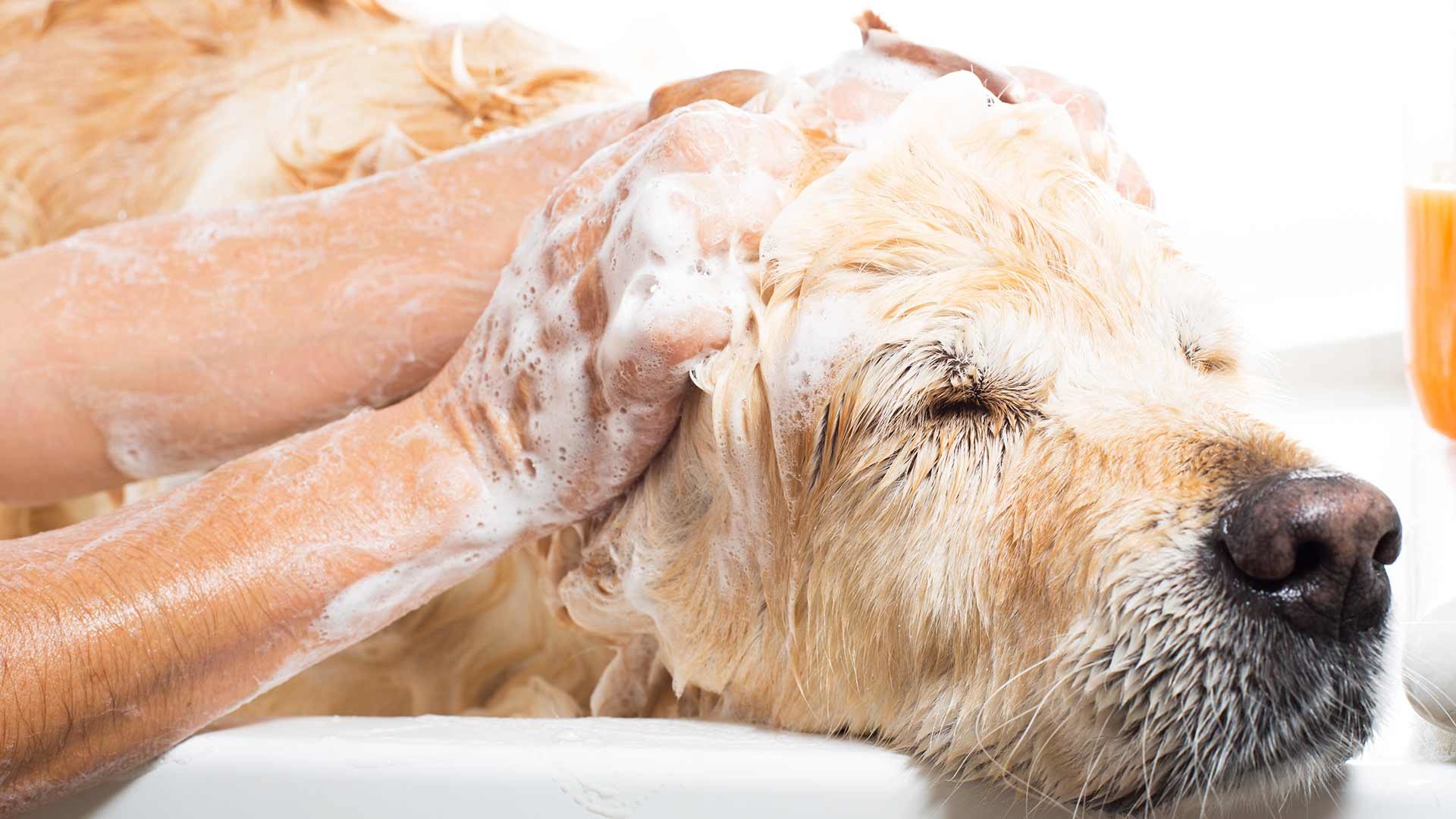 Hundewaschanlage in Marling