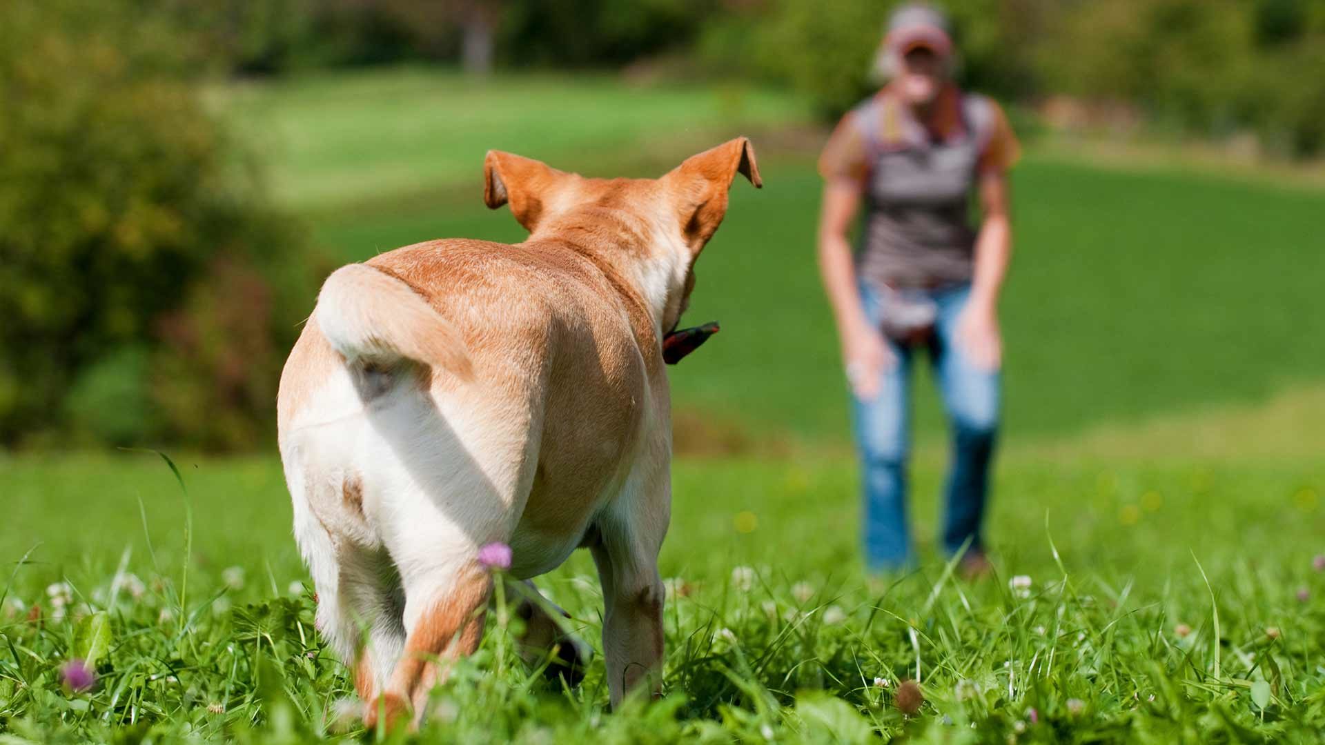 Hundewiese in Lana