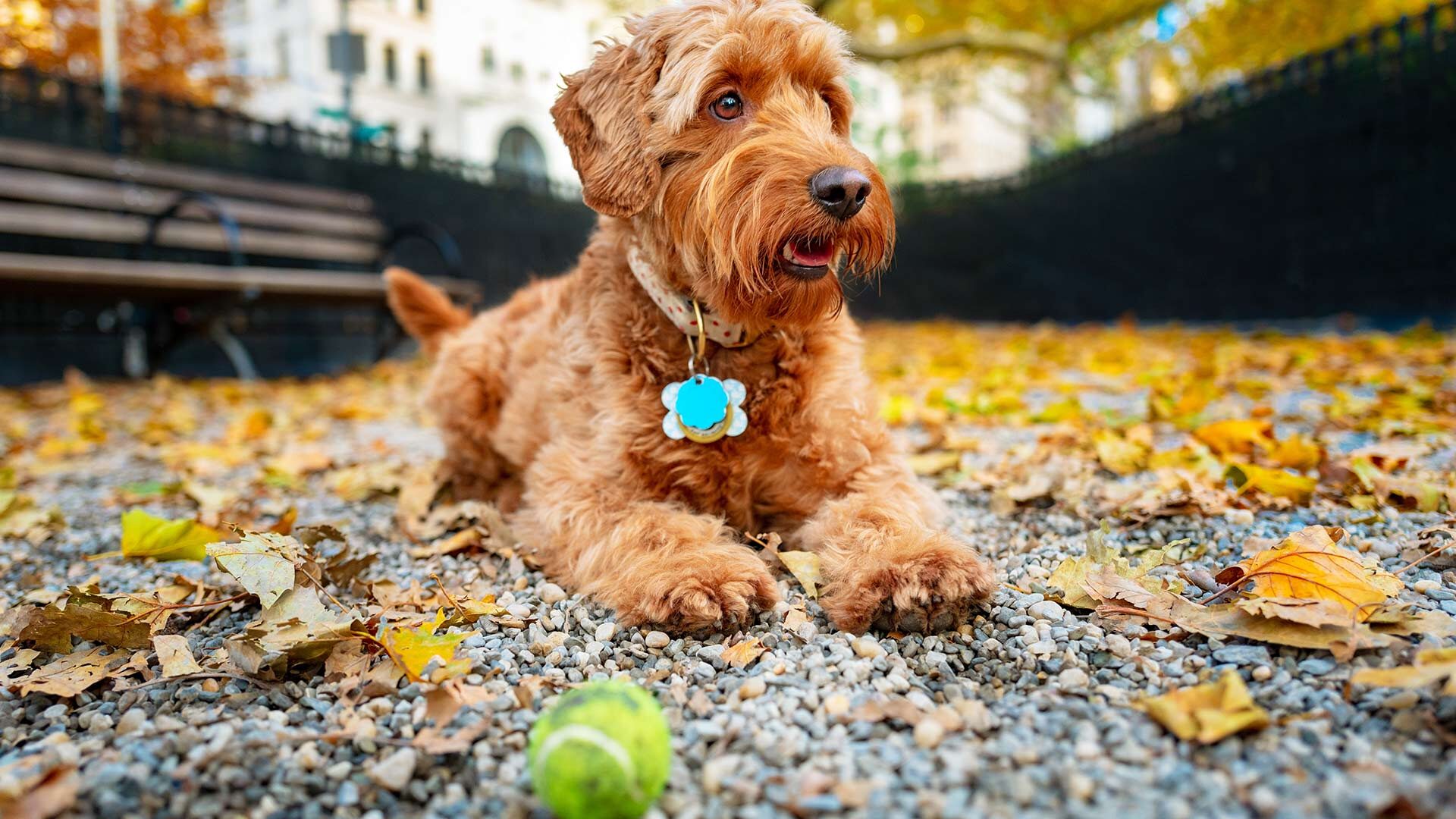 Hundezonen