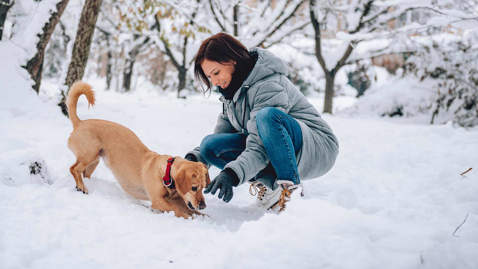 Winterwanderungen mit Hund
