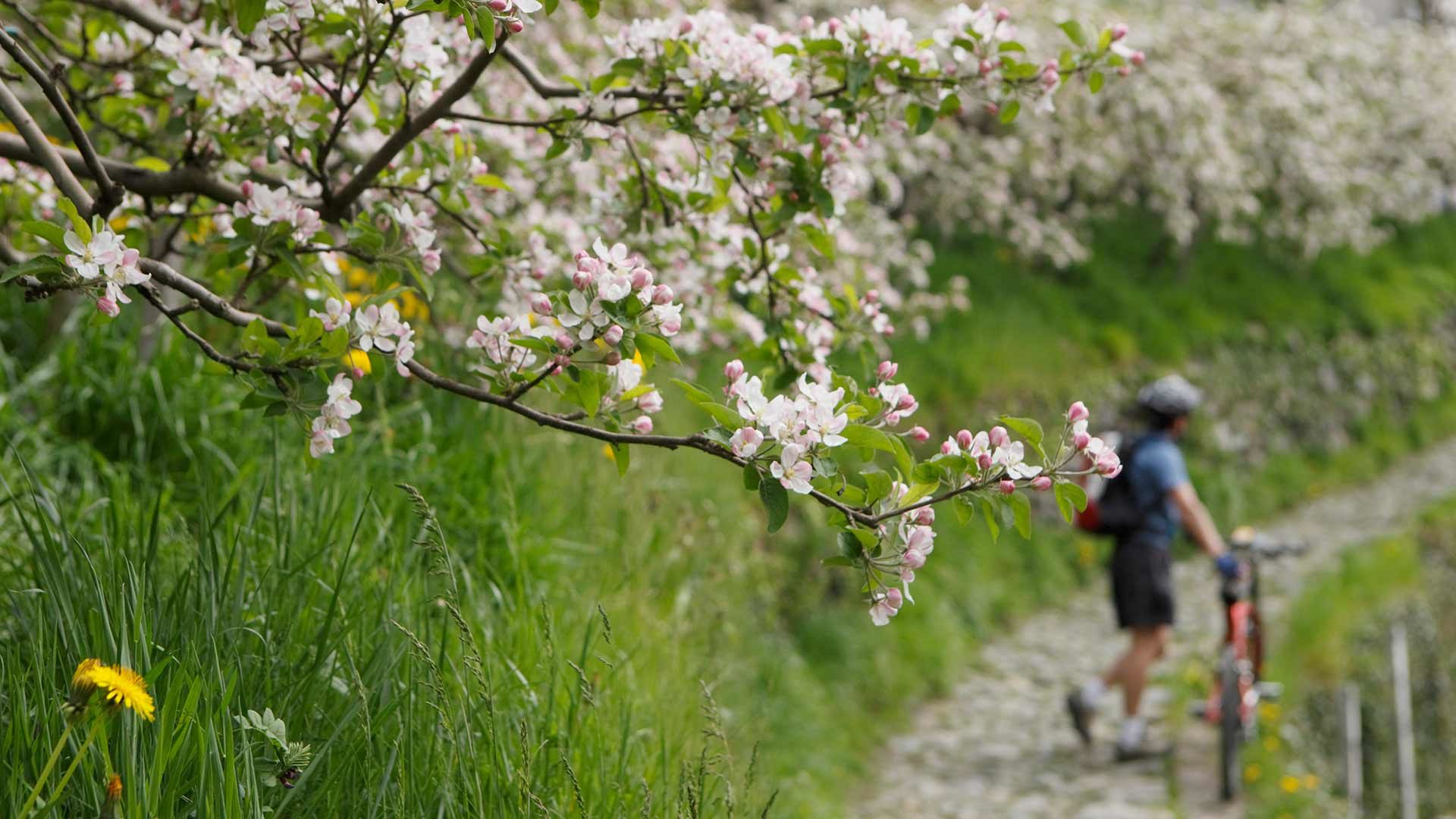 Obstwiesenrunde von Lana