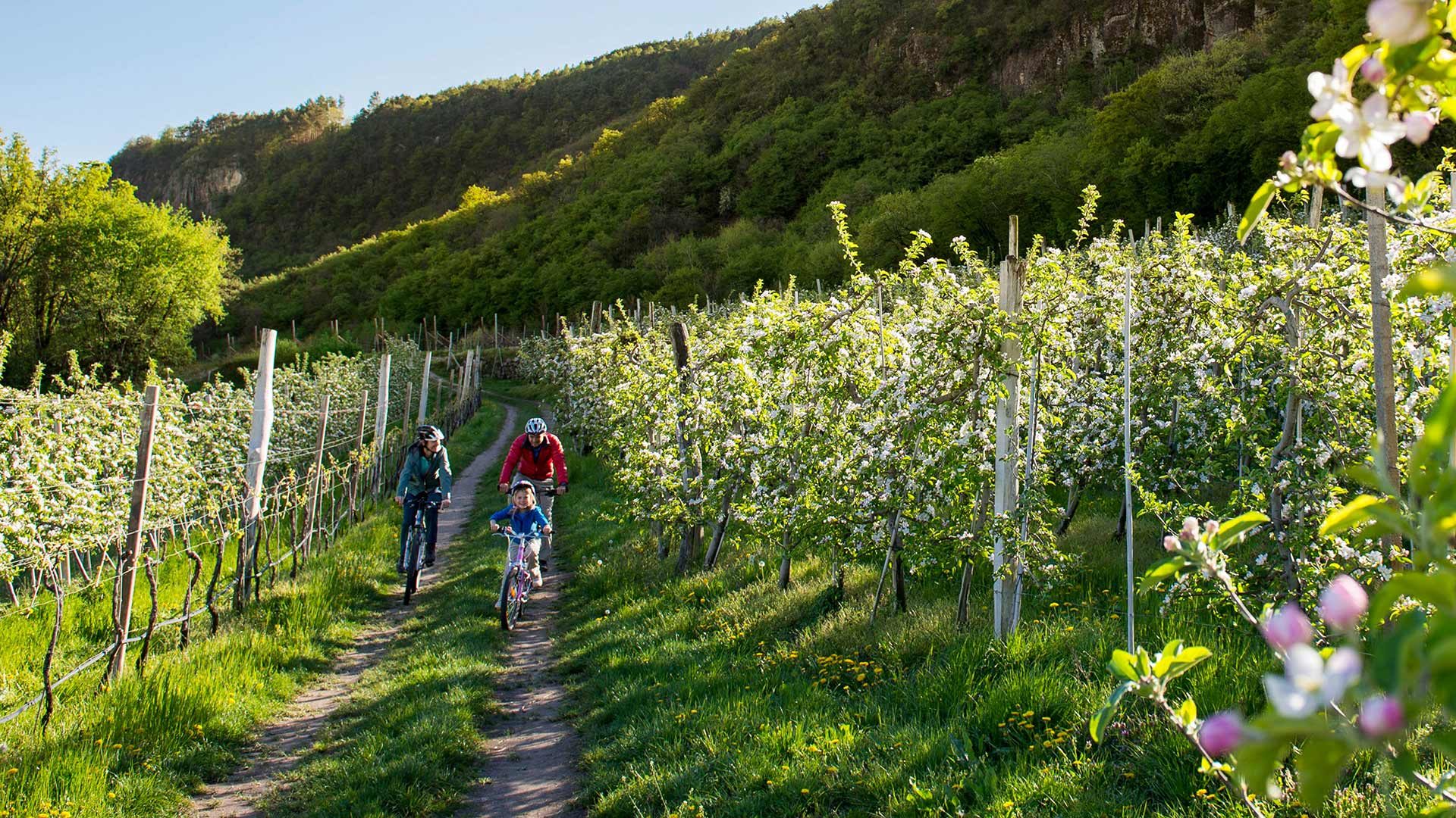 Rundtour durch die Etschtaler Apfelwiesen