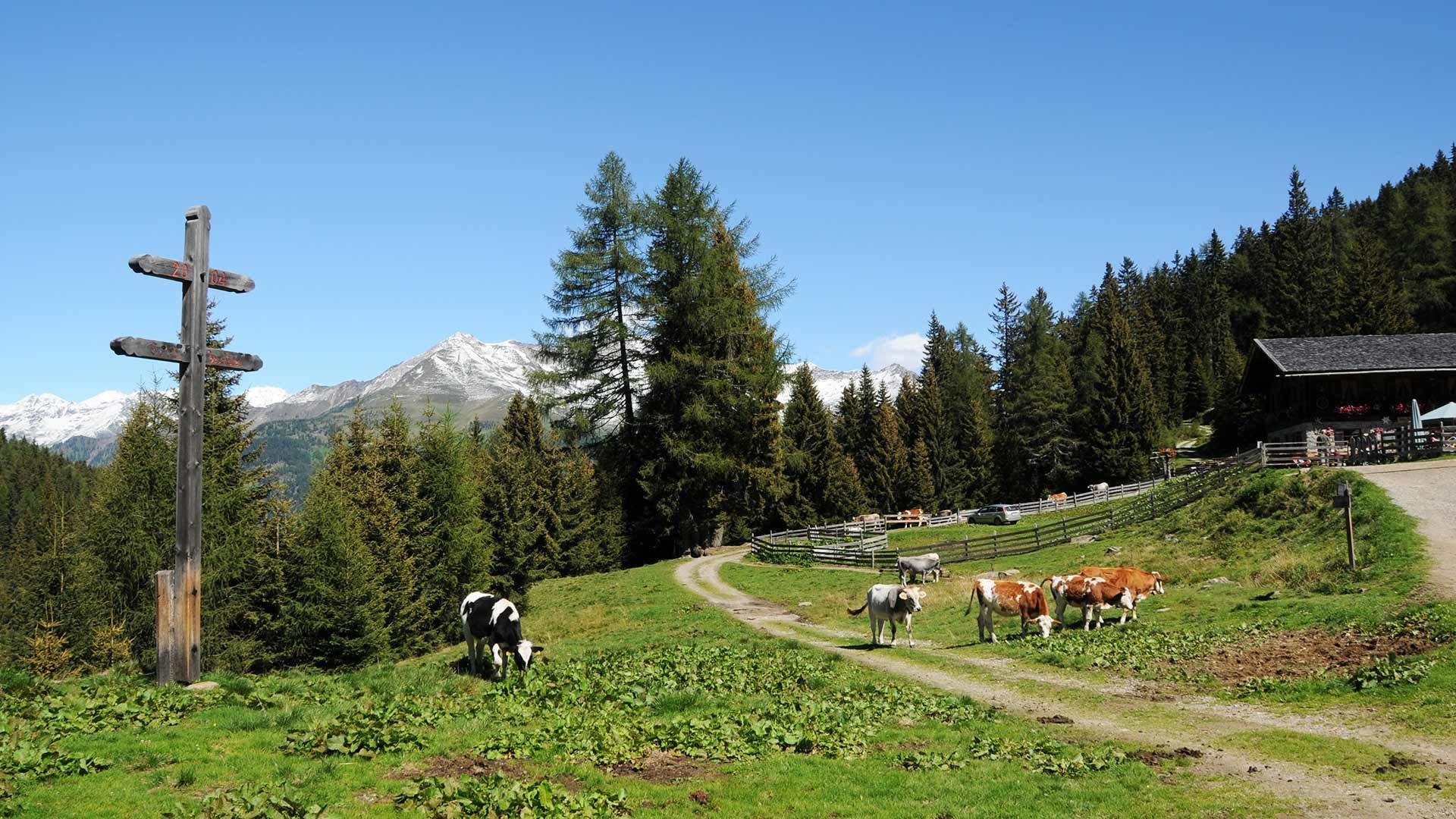 Radtour zur Ulfaser Alm