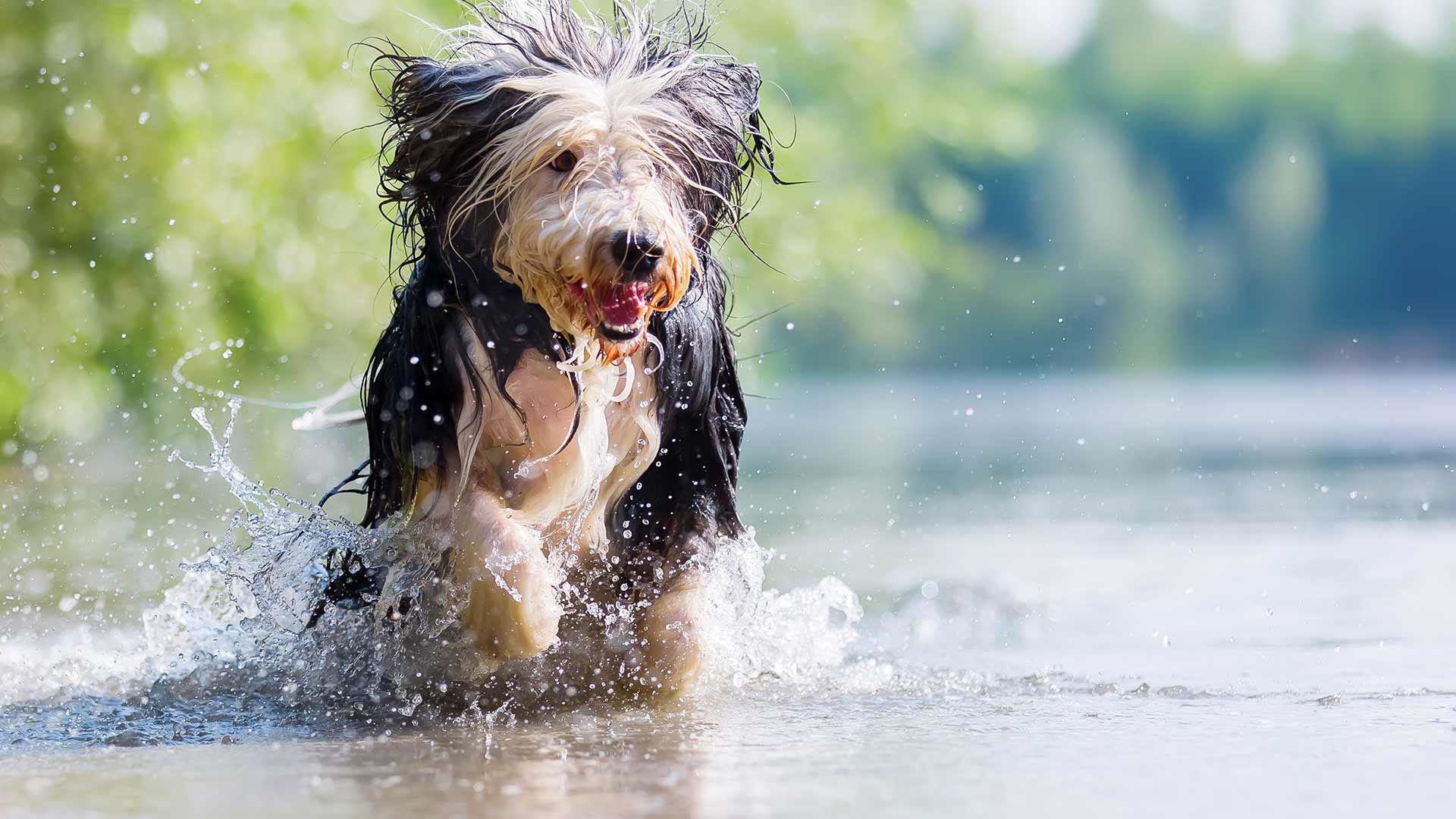 Zum Felixer Weiher mit dem Hund