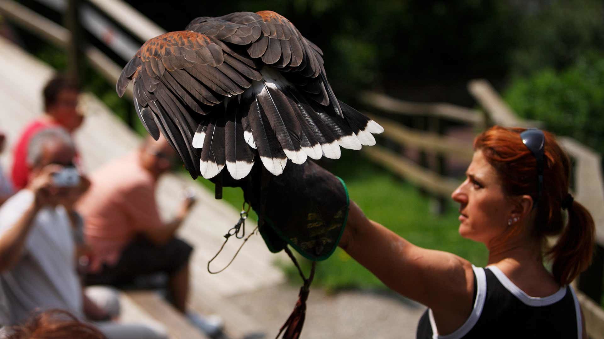 Die Greifvogelschau direkt neben Schloss Tirol