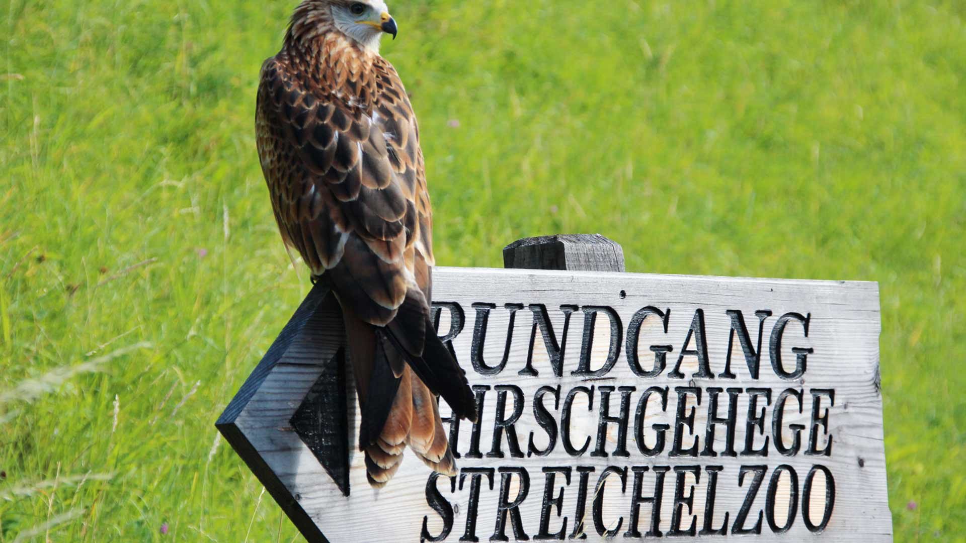 Hirschgehege, Streichelzoo & Flugshow