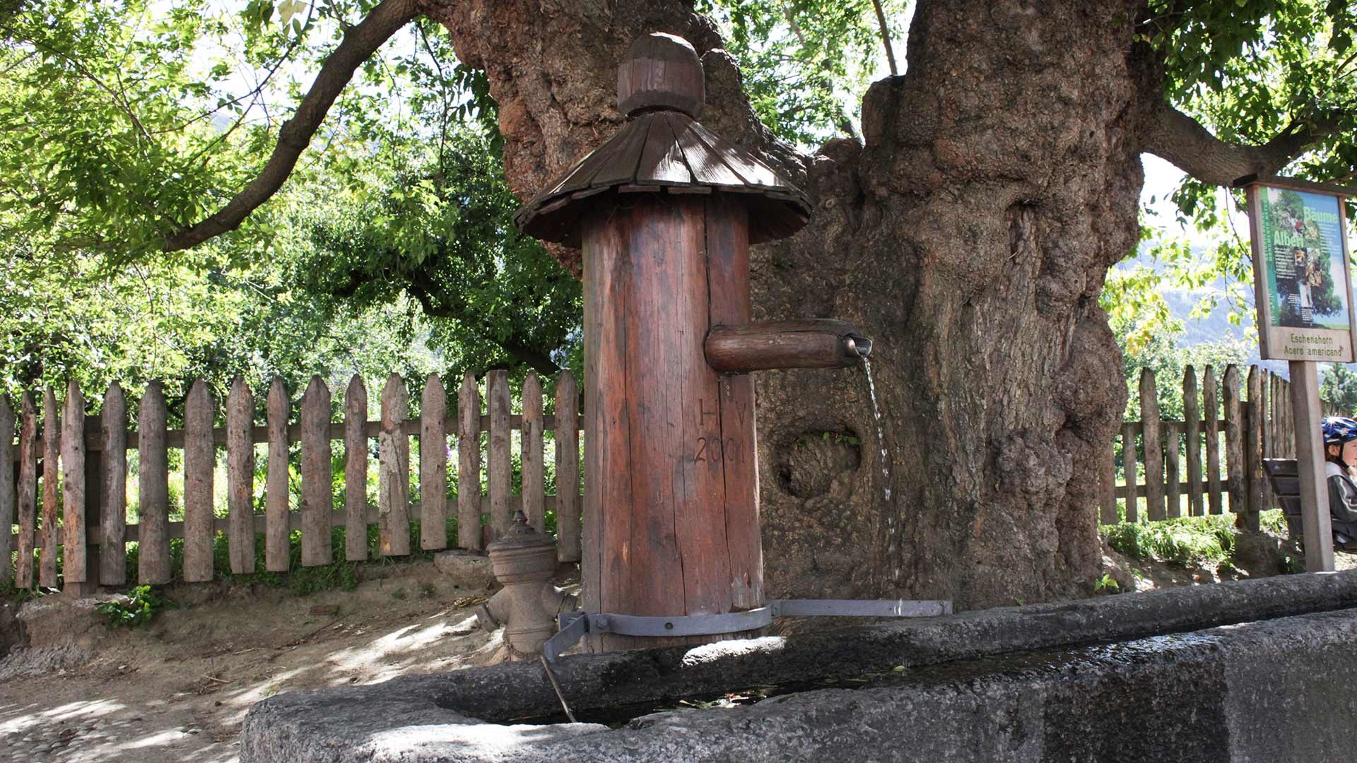 Naturdenkmal Eschenahorn und alter Brunnen