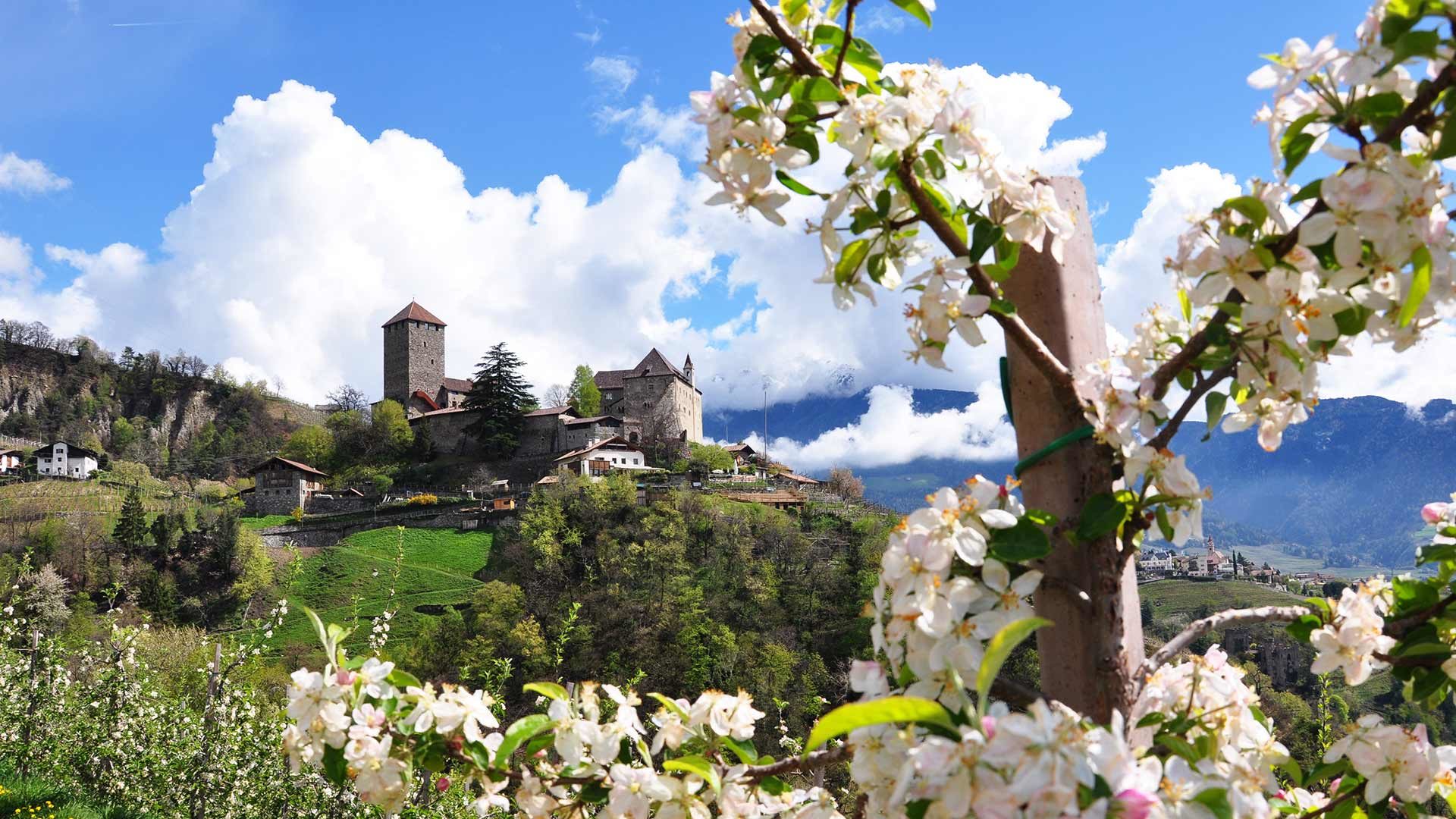 Schloss Tirol mit Apfelblüte