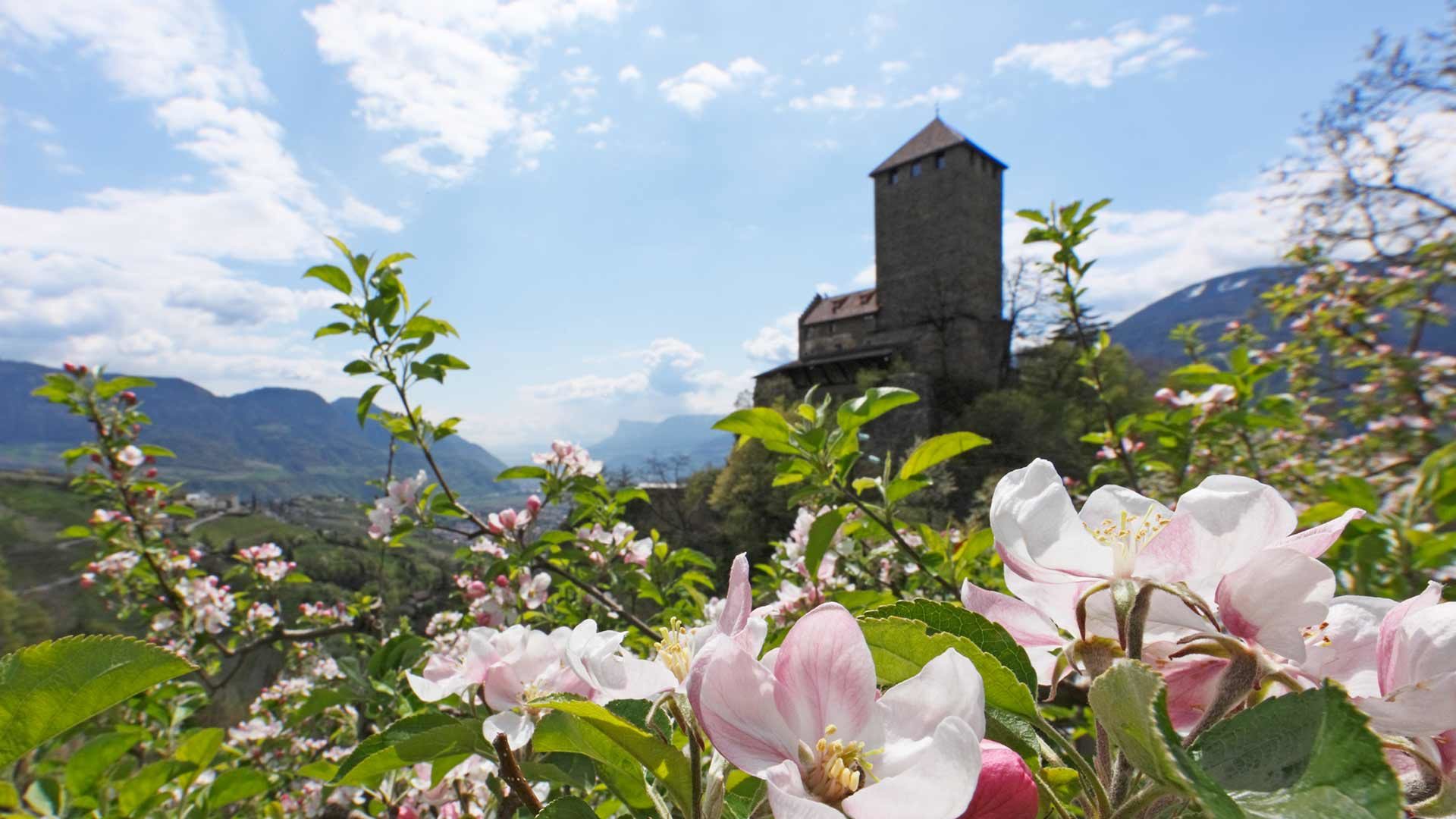 Schloss Tirol - Frühling