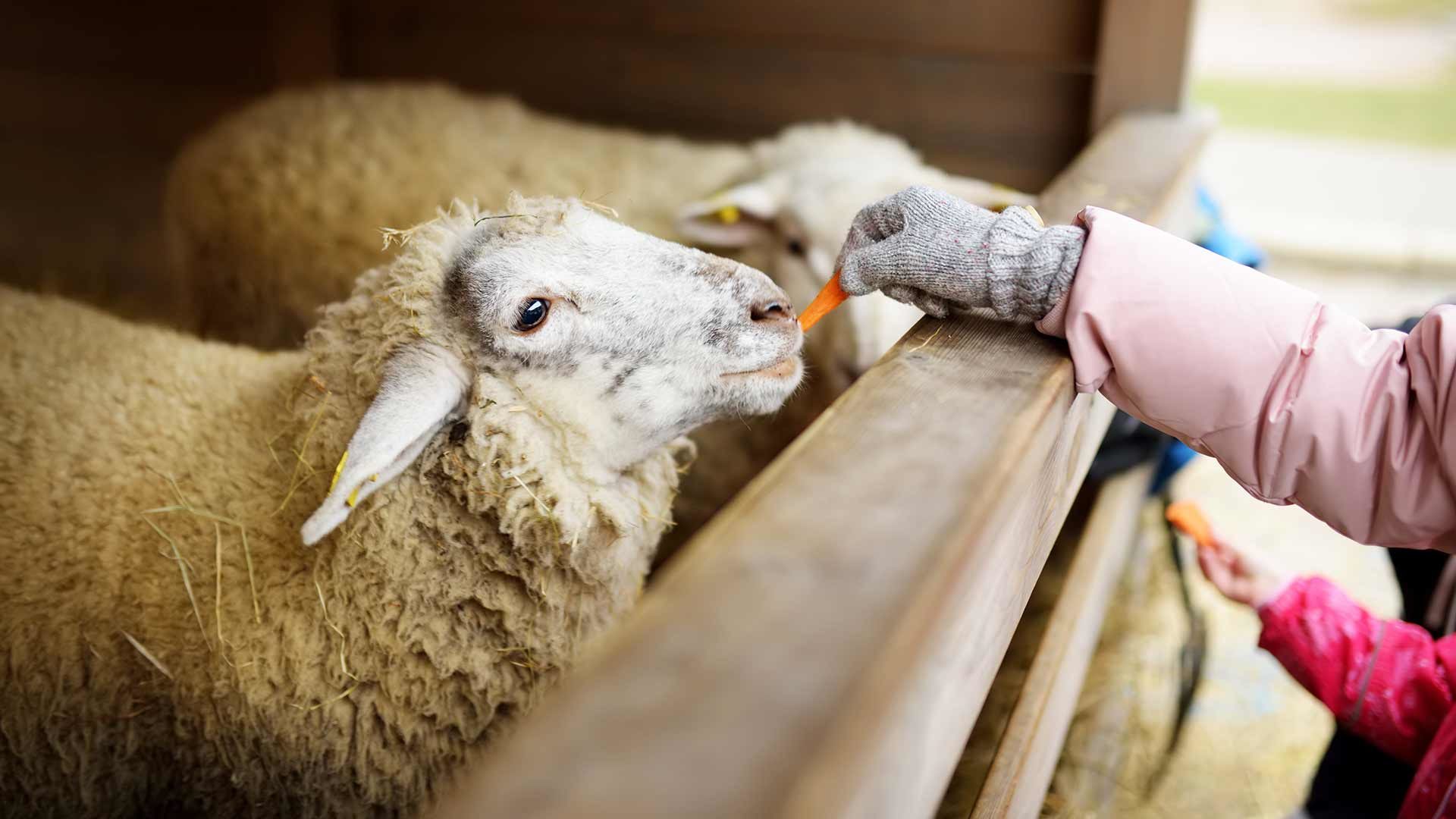 Tierwelt Rainguthof - Schafe