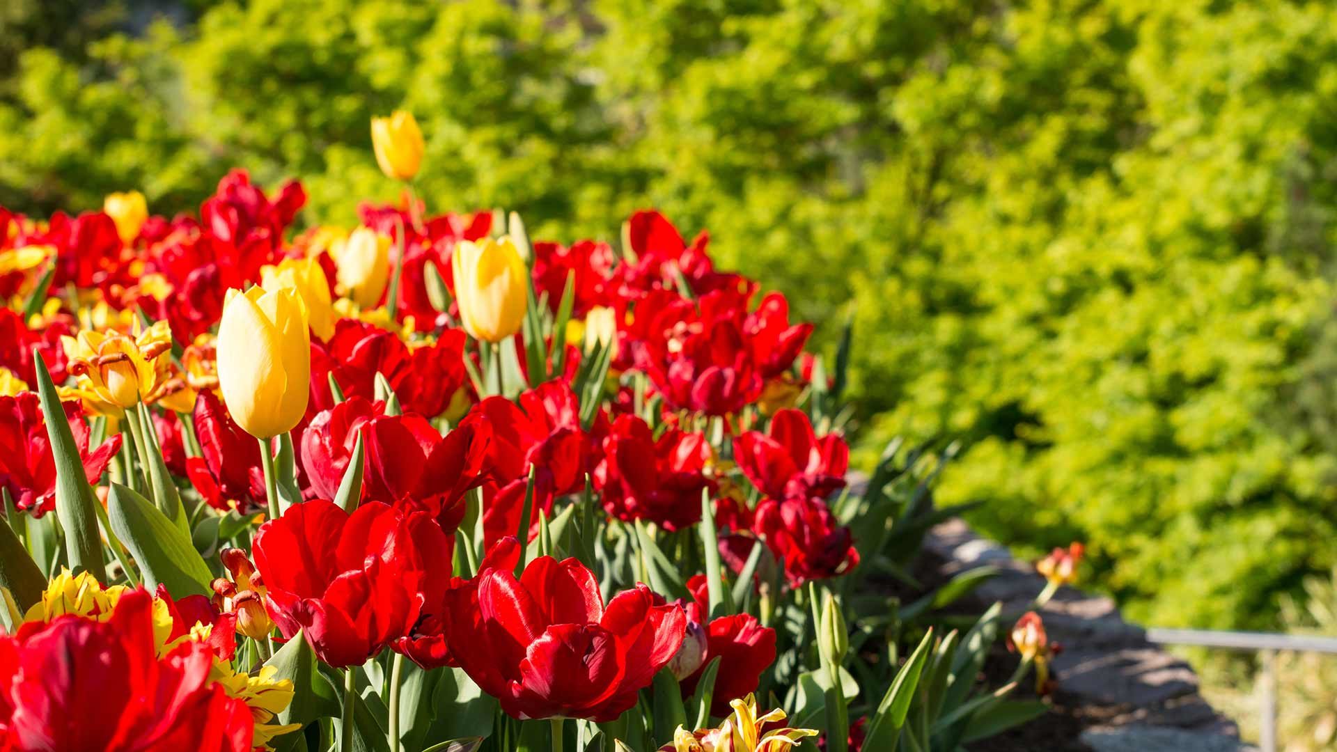 Gärten von Schloss Trauttmansdorff - Tulpen