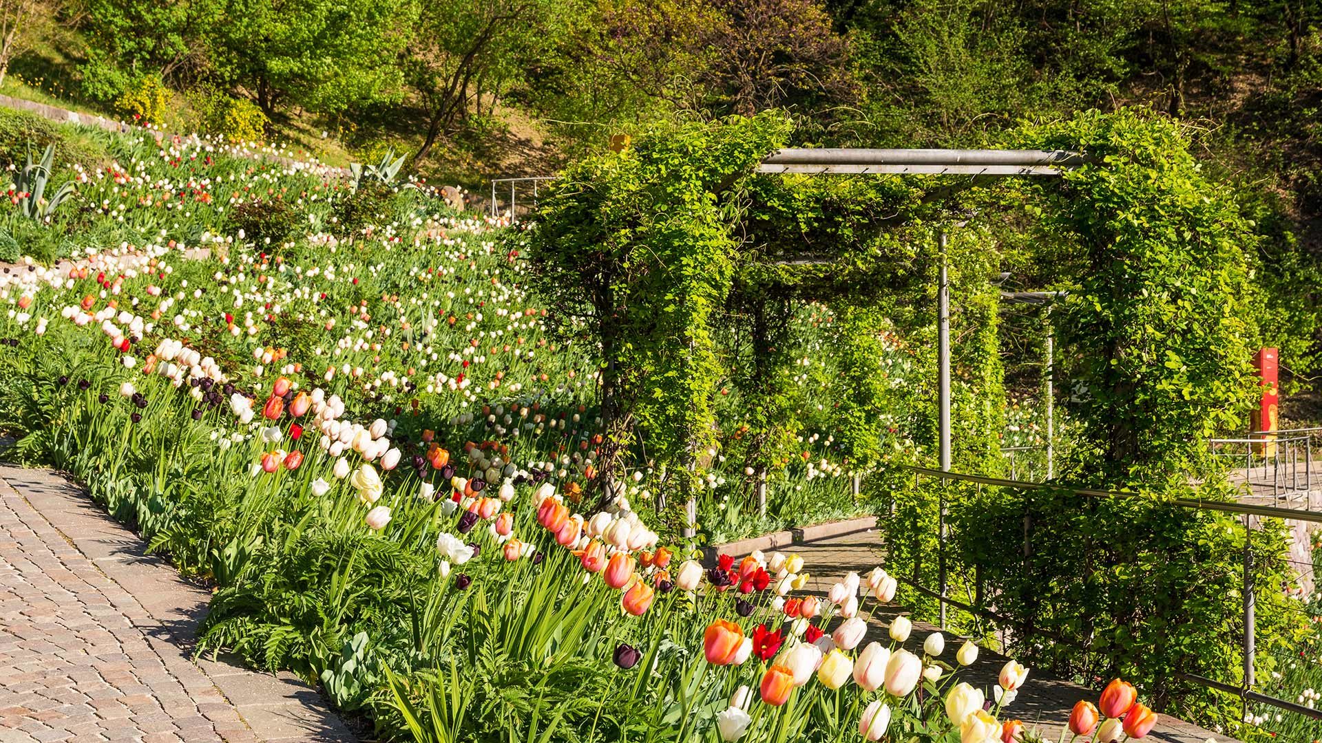 Gärten von Schloss Trauttmansdorff - Frühling