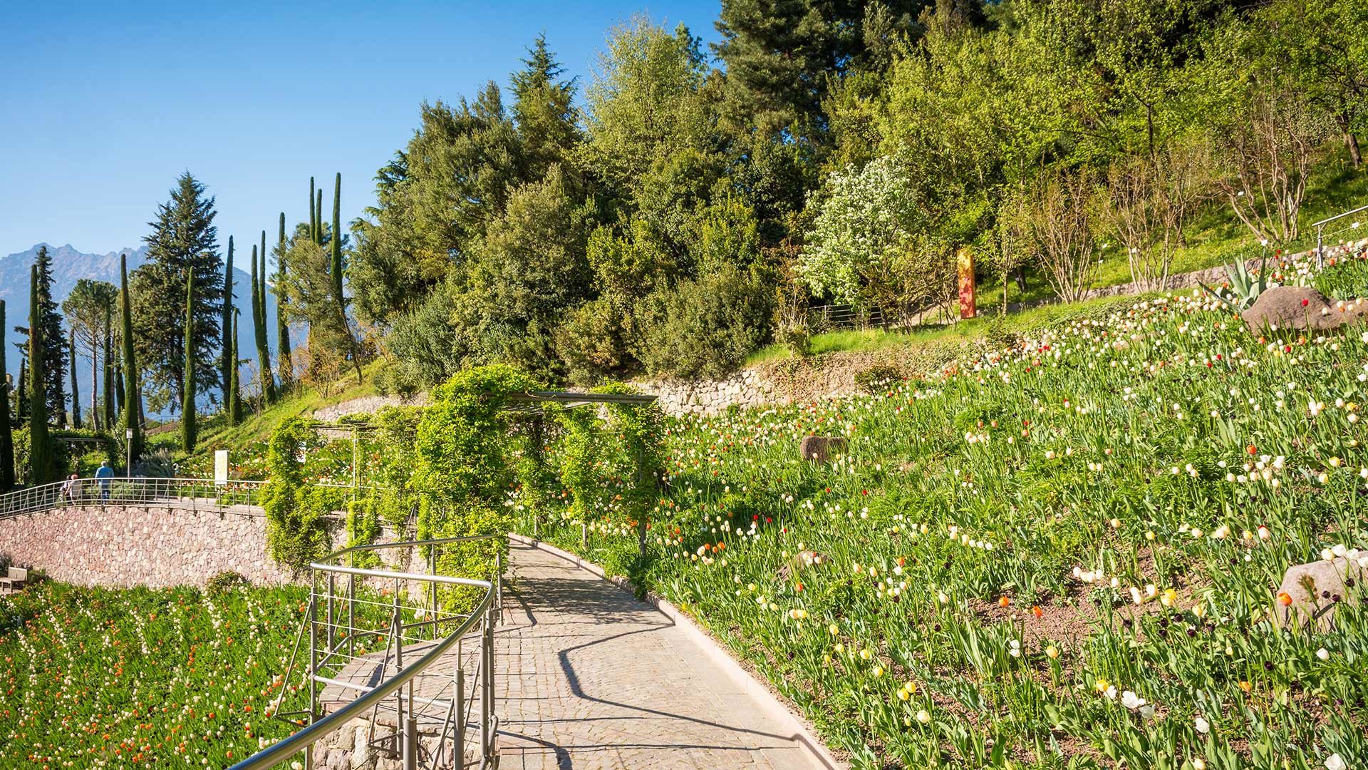 Tulpenwiese - Gärten von Schloss Trauttmansdorff