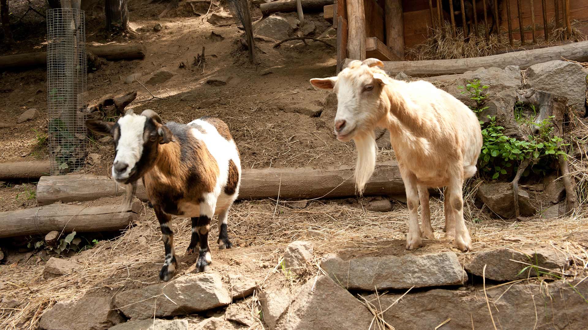 Tiere in den Gärten von Schloss Trauttmansdorff