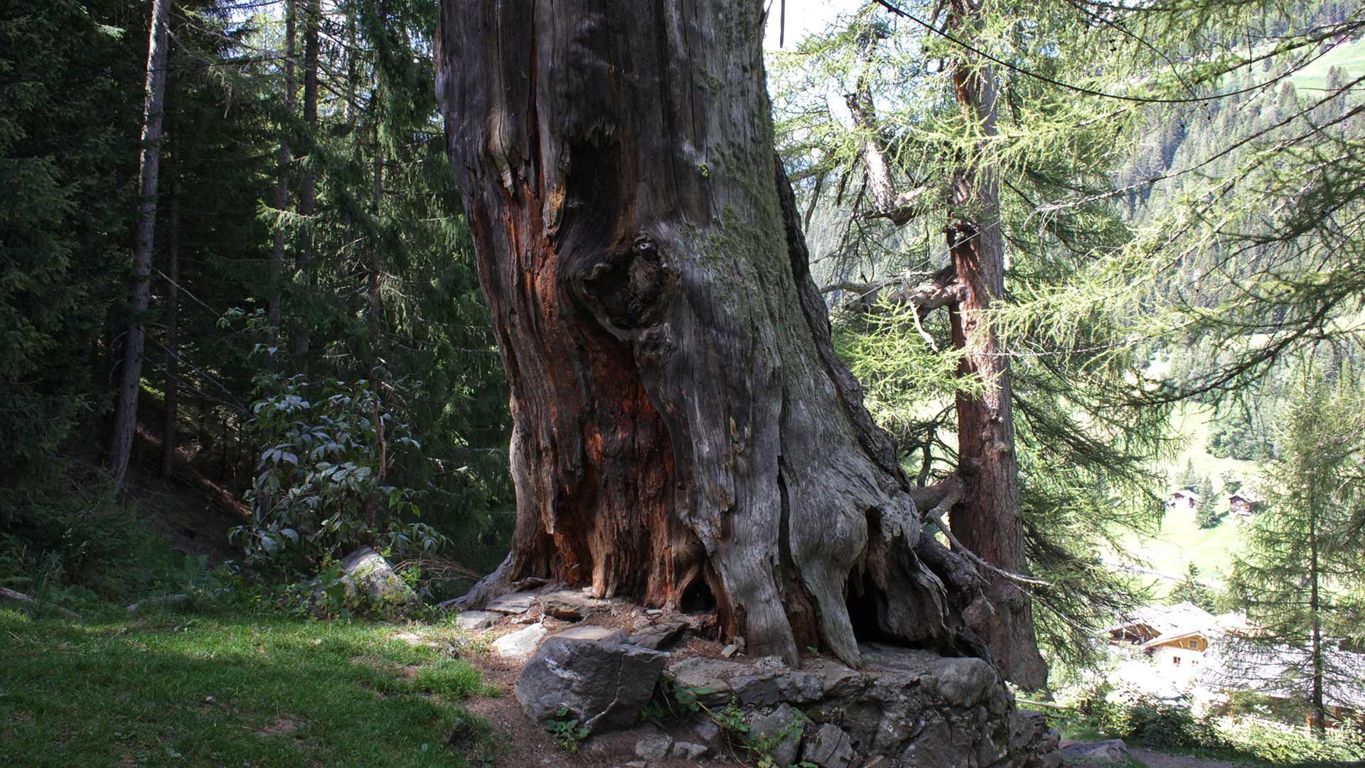 Naturdenkmal - Ultner Urlärchen
