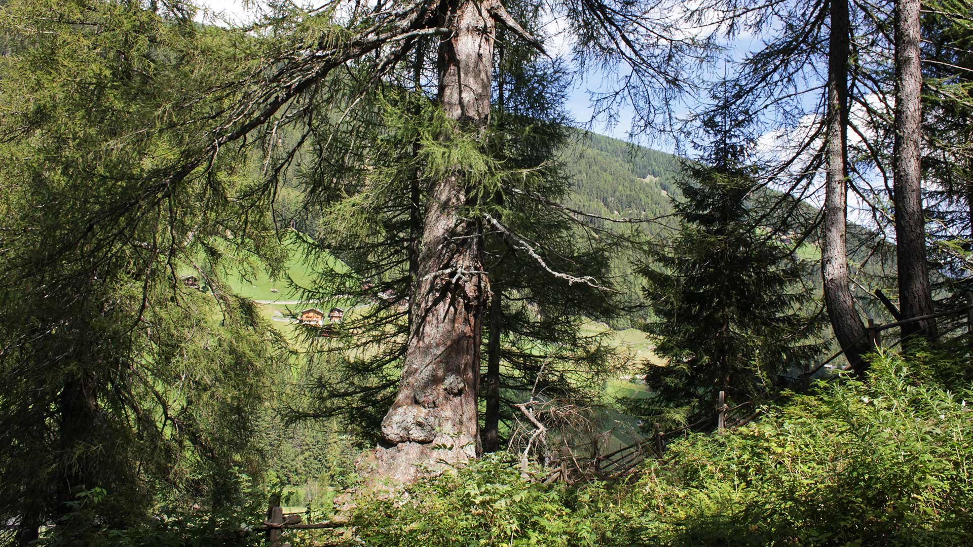 Urlärchen