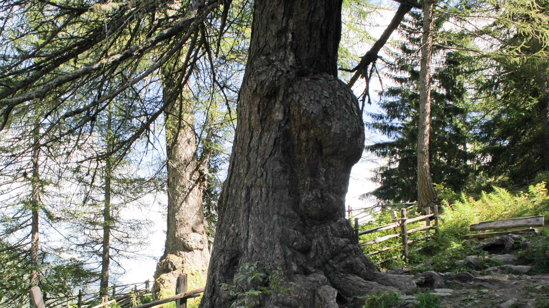 Ultner Urlärchen in St. Gertraud