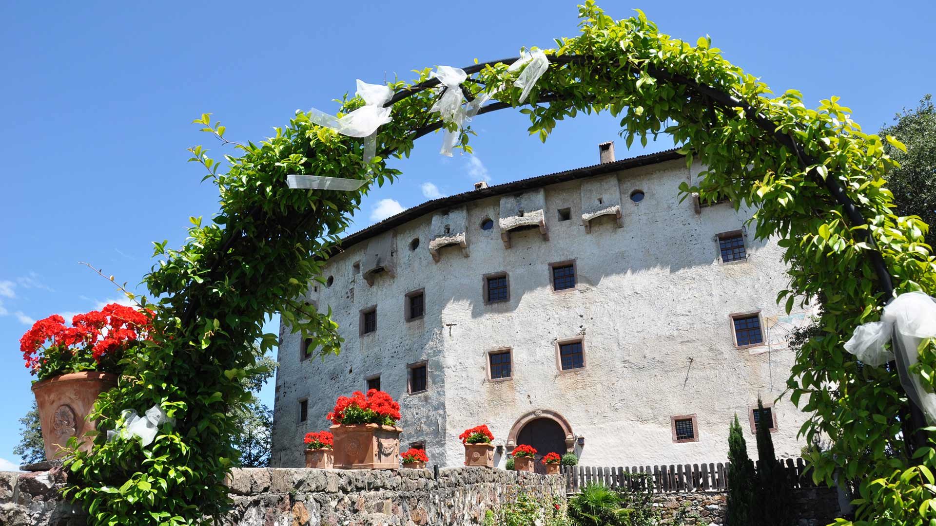 Die Rebe „Versoaln“ bei Schloss Katzenzungen