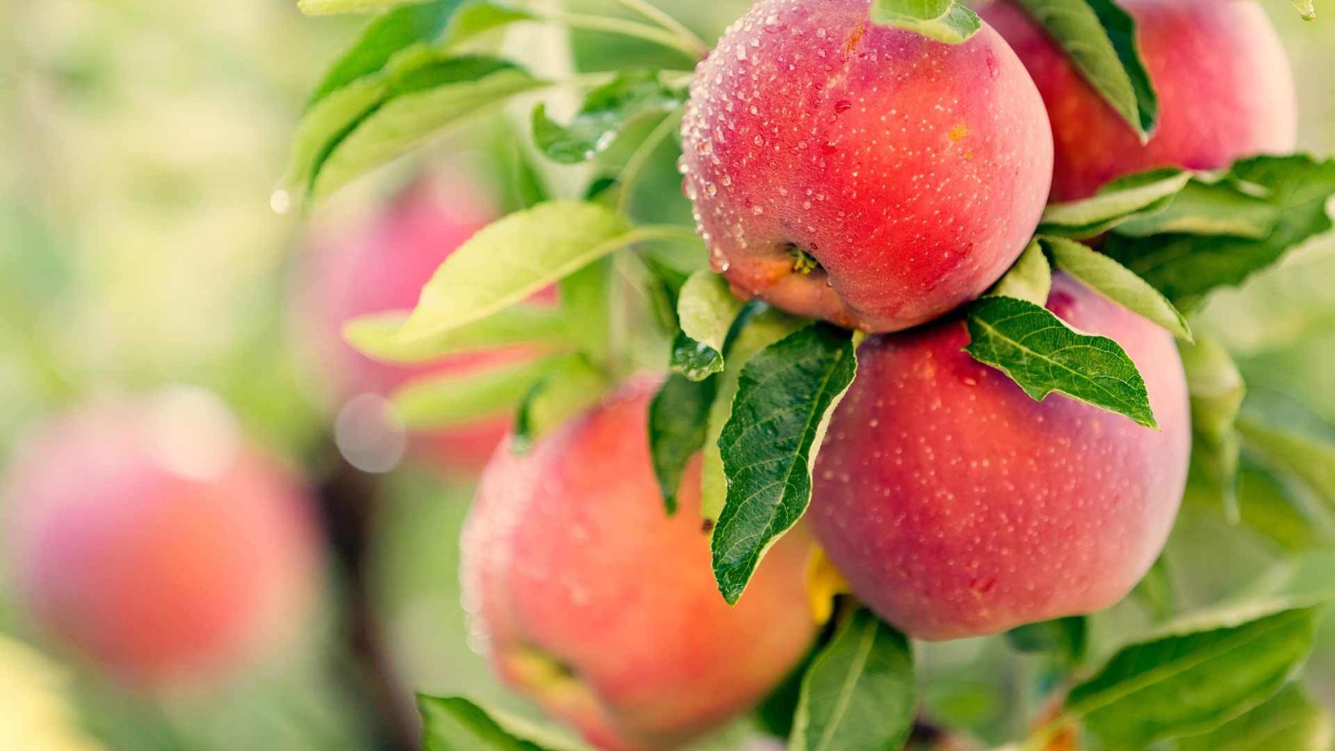 Apfelführungen & Apfelverkostungen