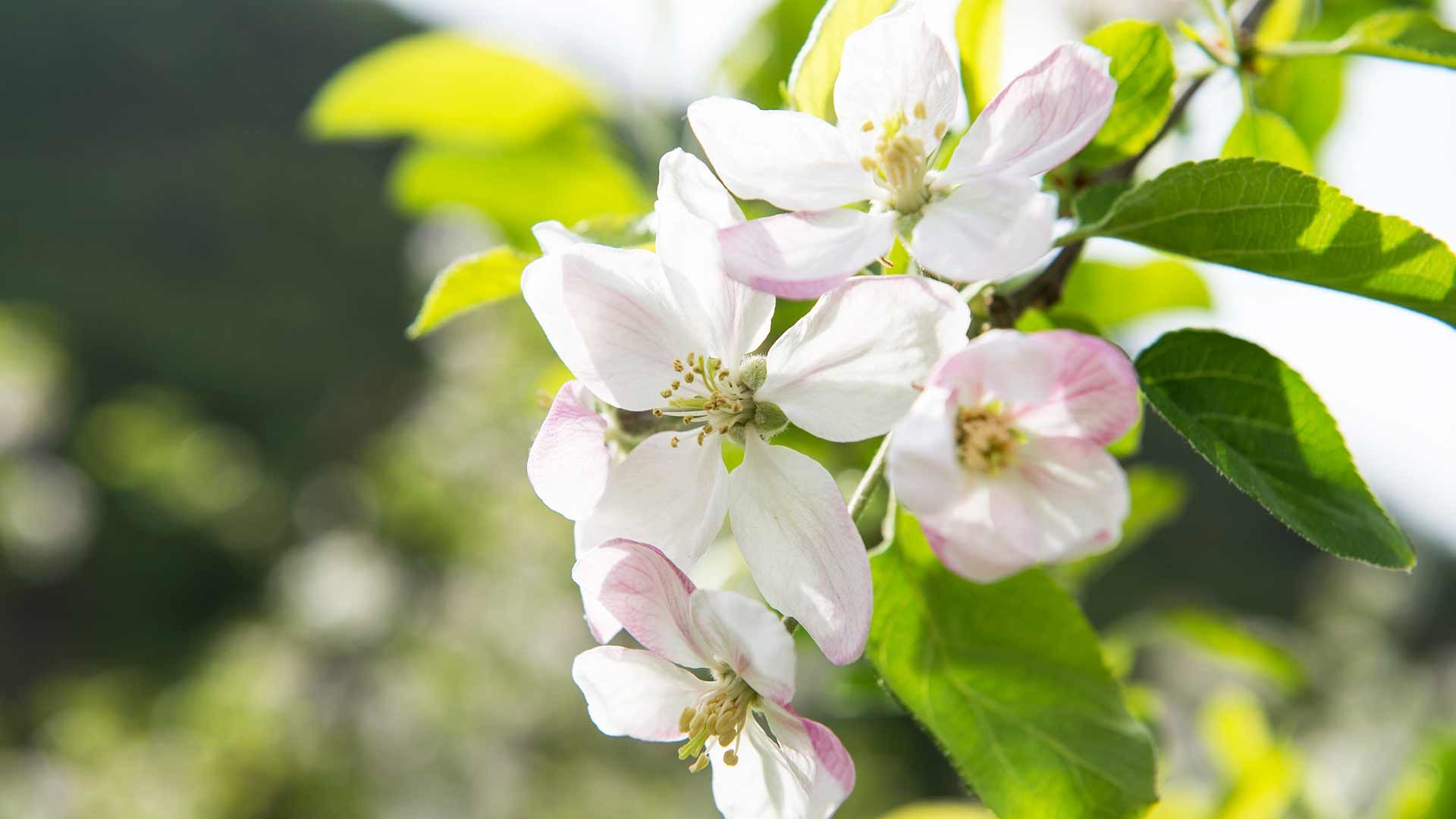 Apfelblüte in Lana, Meranerland