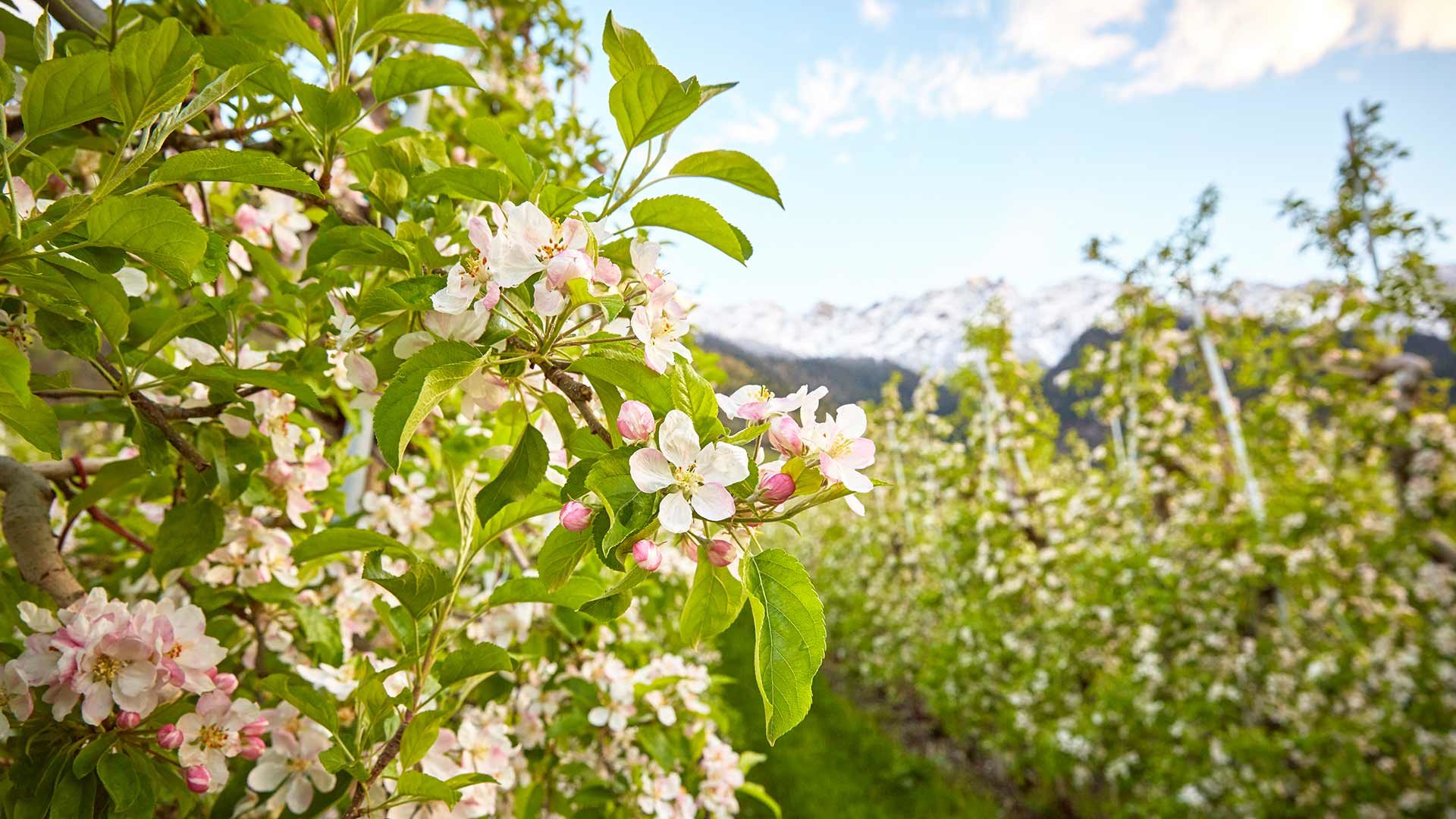 Apfelblüte in Lana