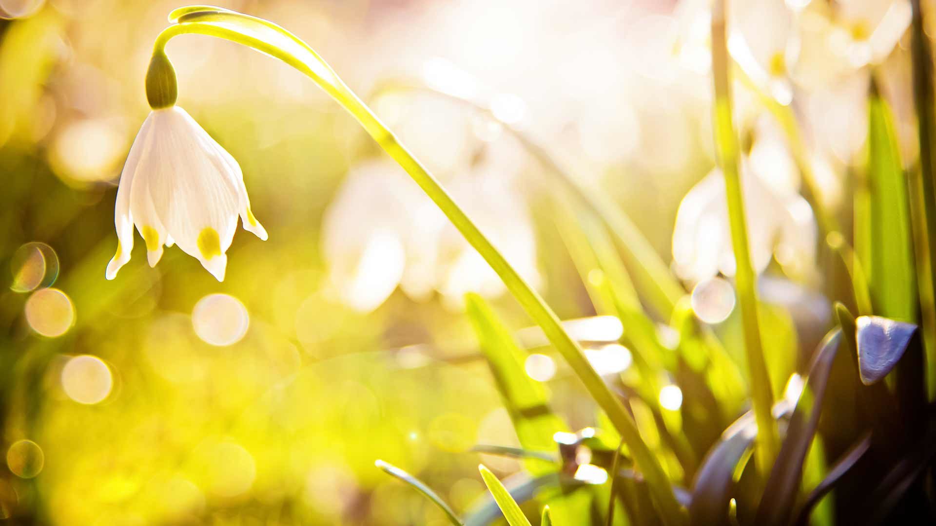 Frühlingsfest Naturns