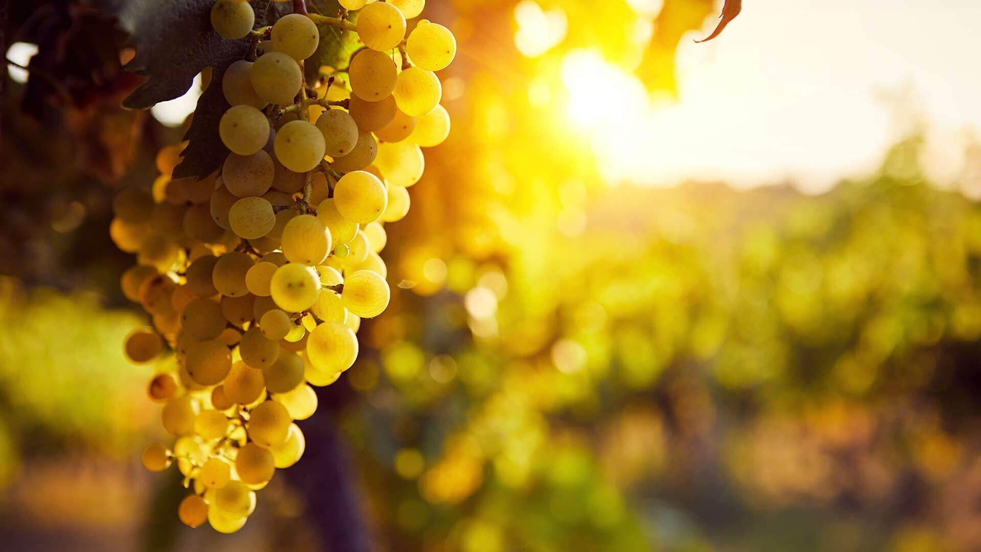 Gourmet Herbst in Naturns