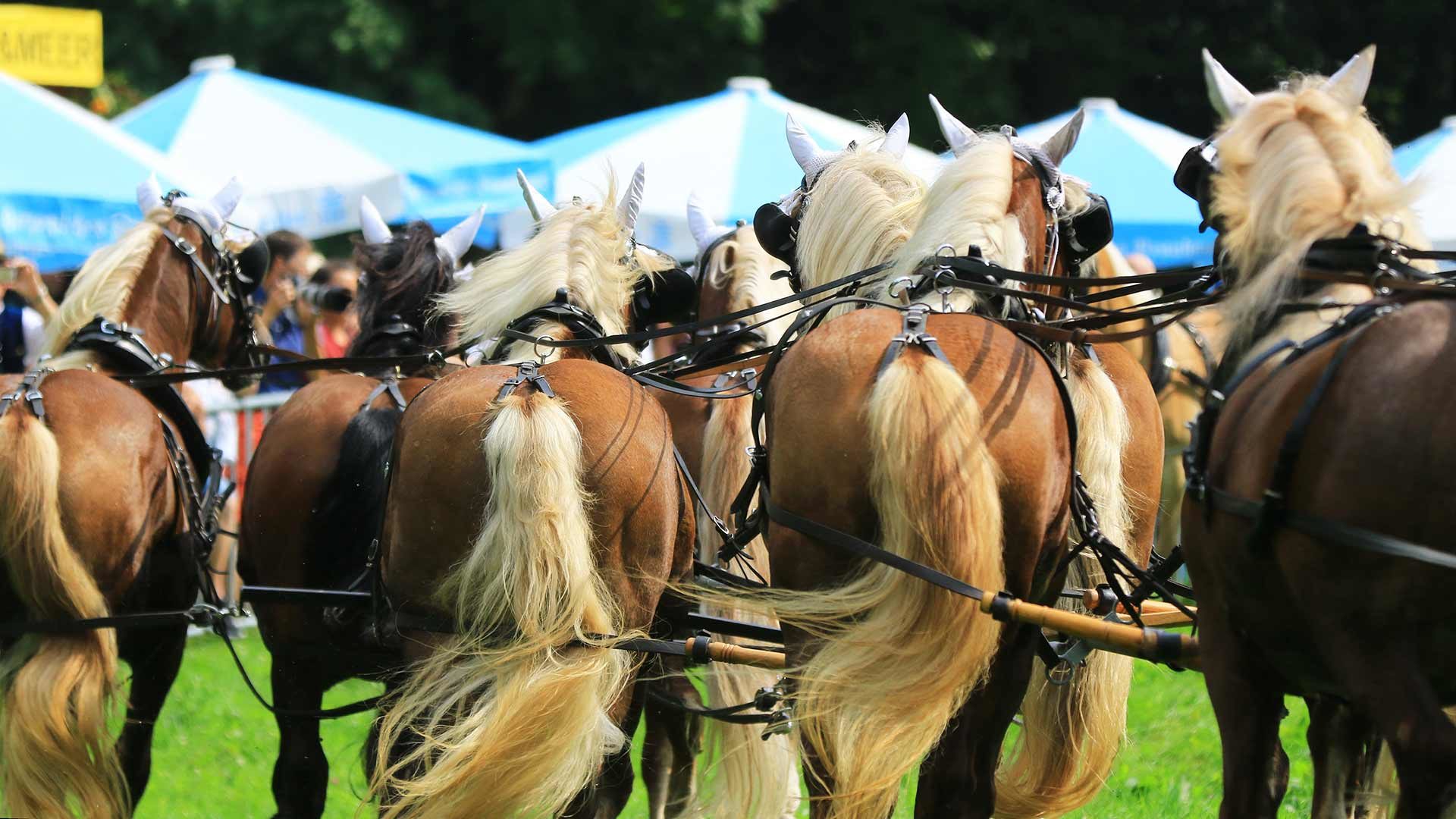 Haflinger Galopprennen in Meran