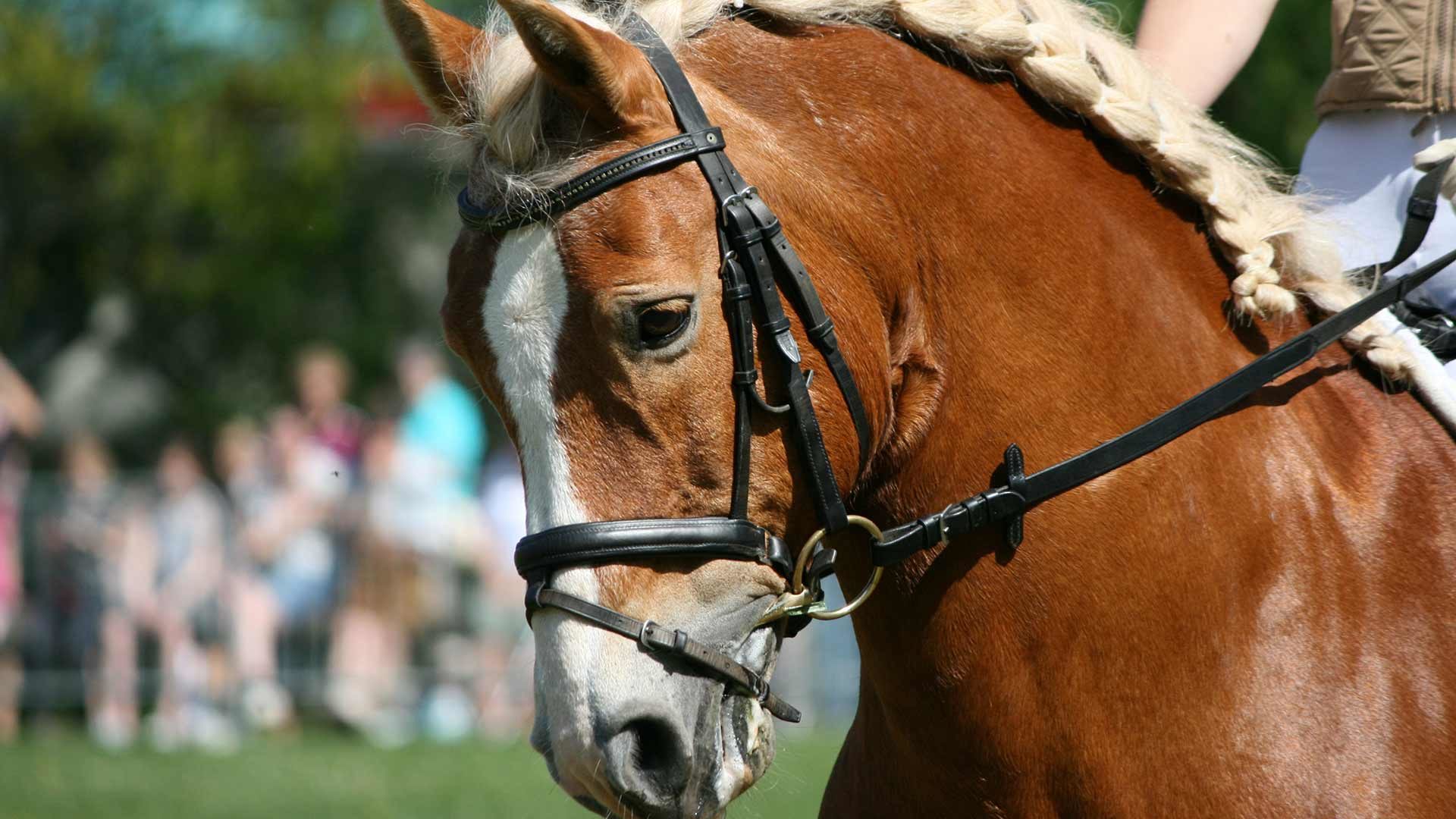 Haflinger Galopprennen