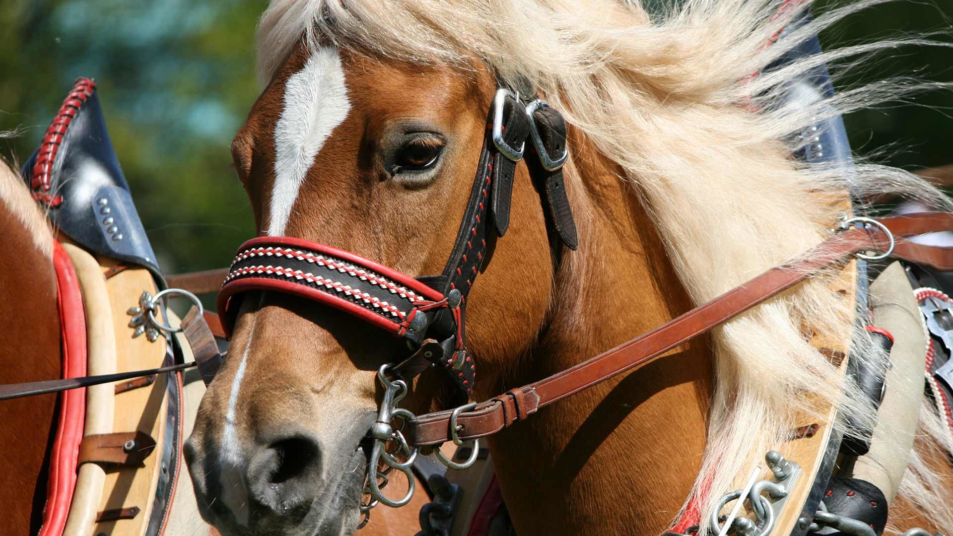 Haflinger Galopprennen mit Festumzug in Meran
