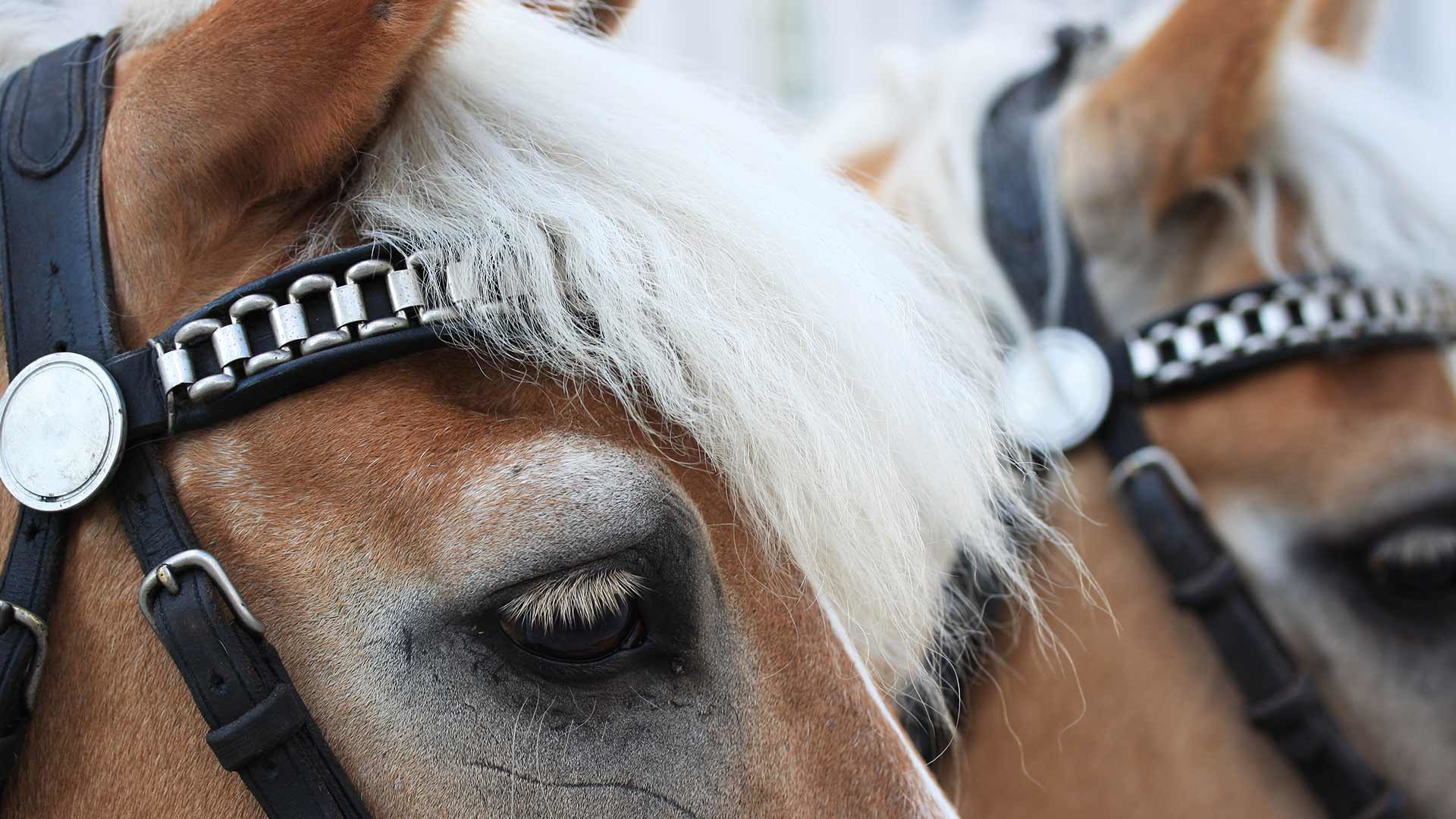 Haflinger Galopprennen