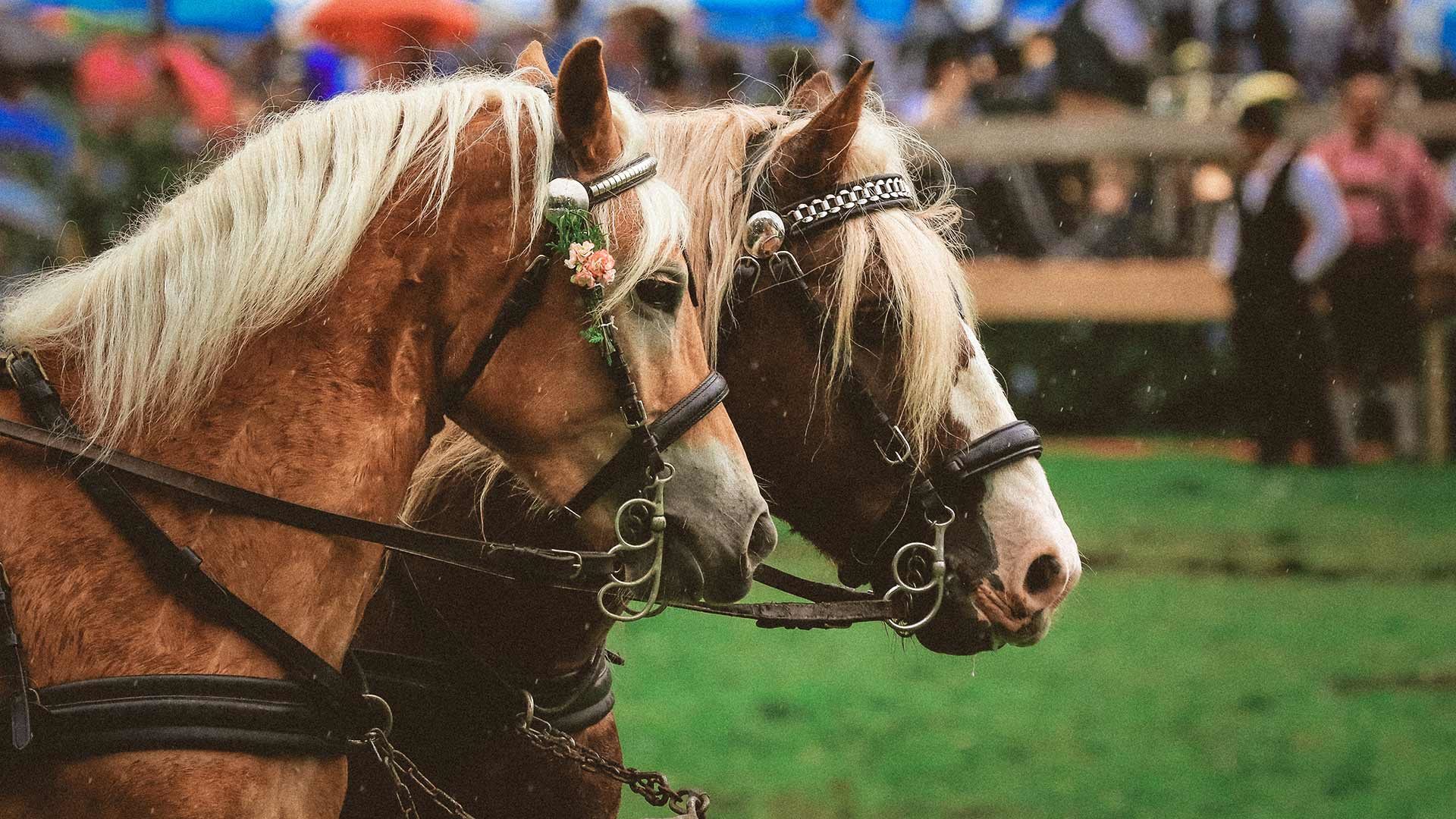Haflinger Galopprennen in Südtirol
