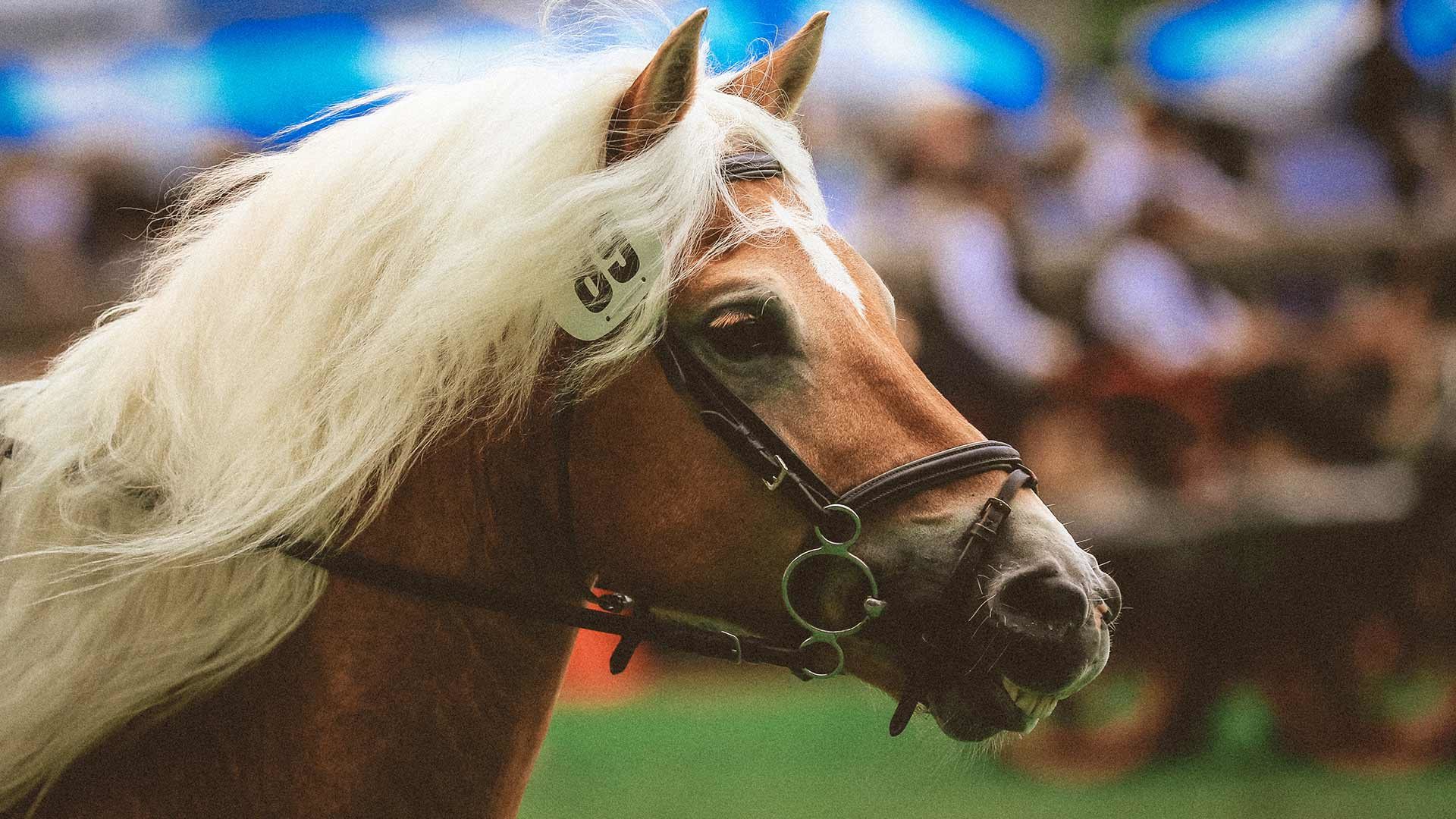 Traditionelles Haflinger Galopprennen
