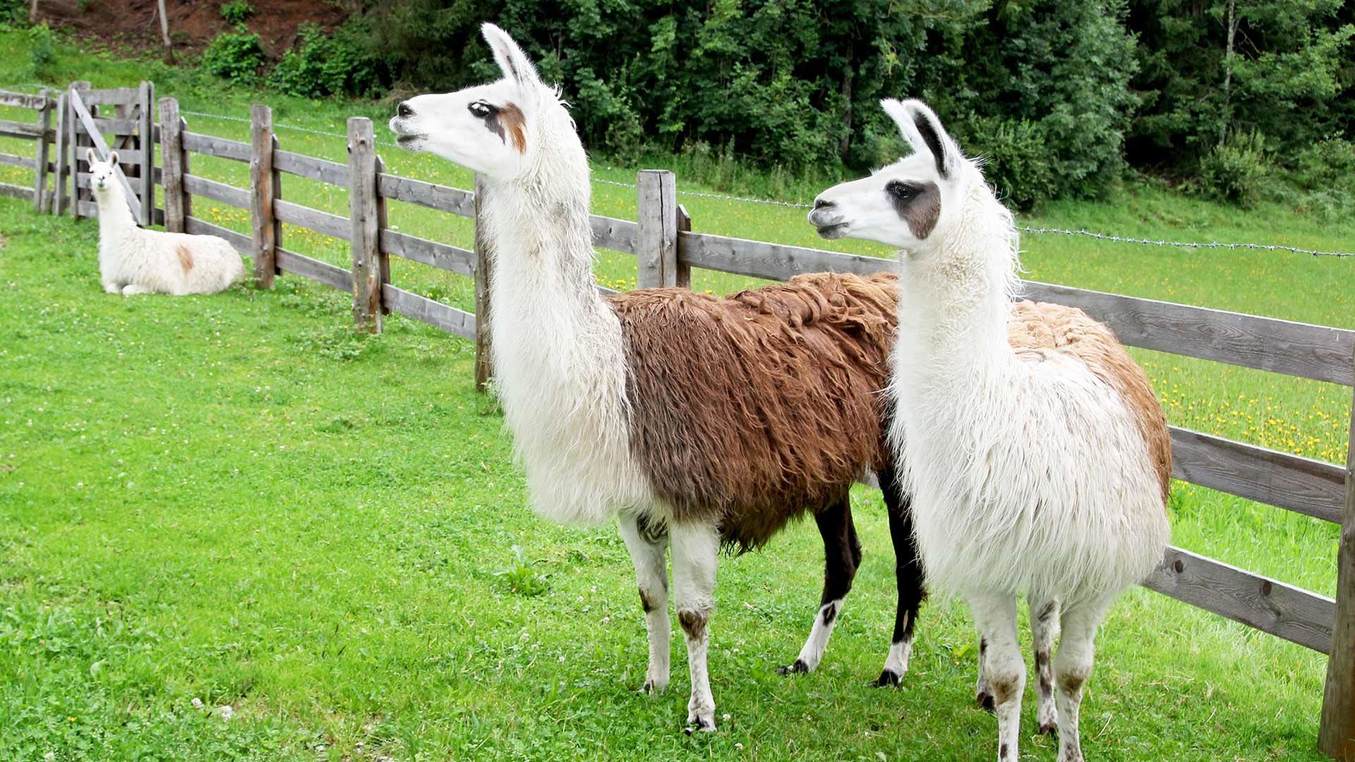 Lama Erlebnistage