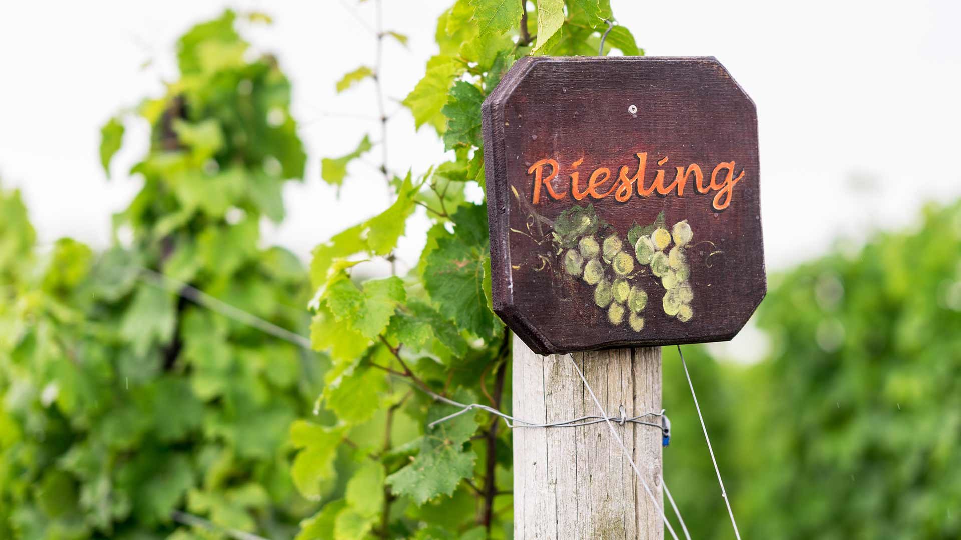 Naturns - Rieslingtage