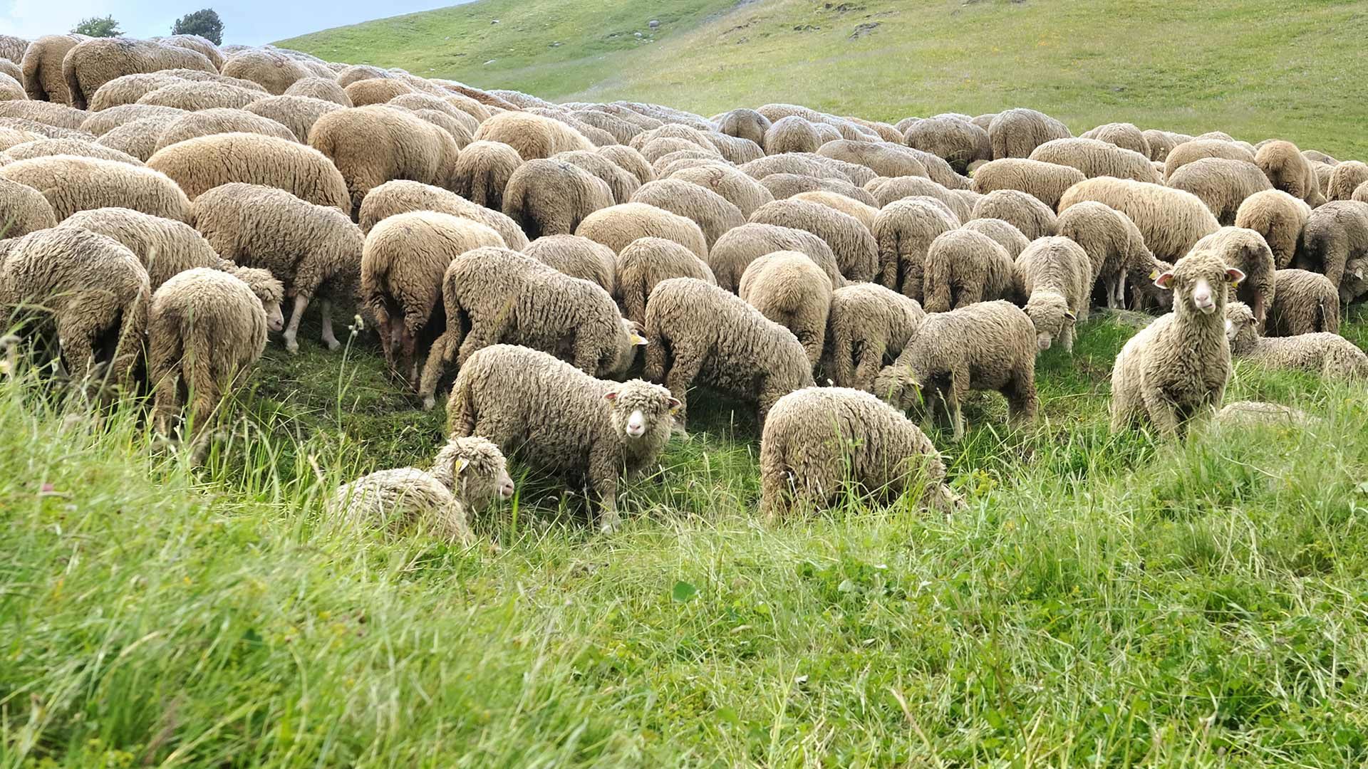 Schafabtrieb im Zieltal