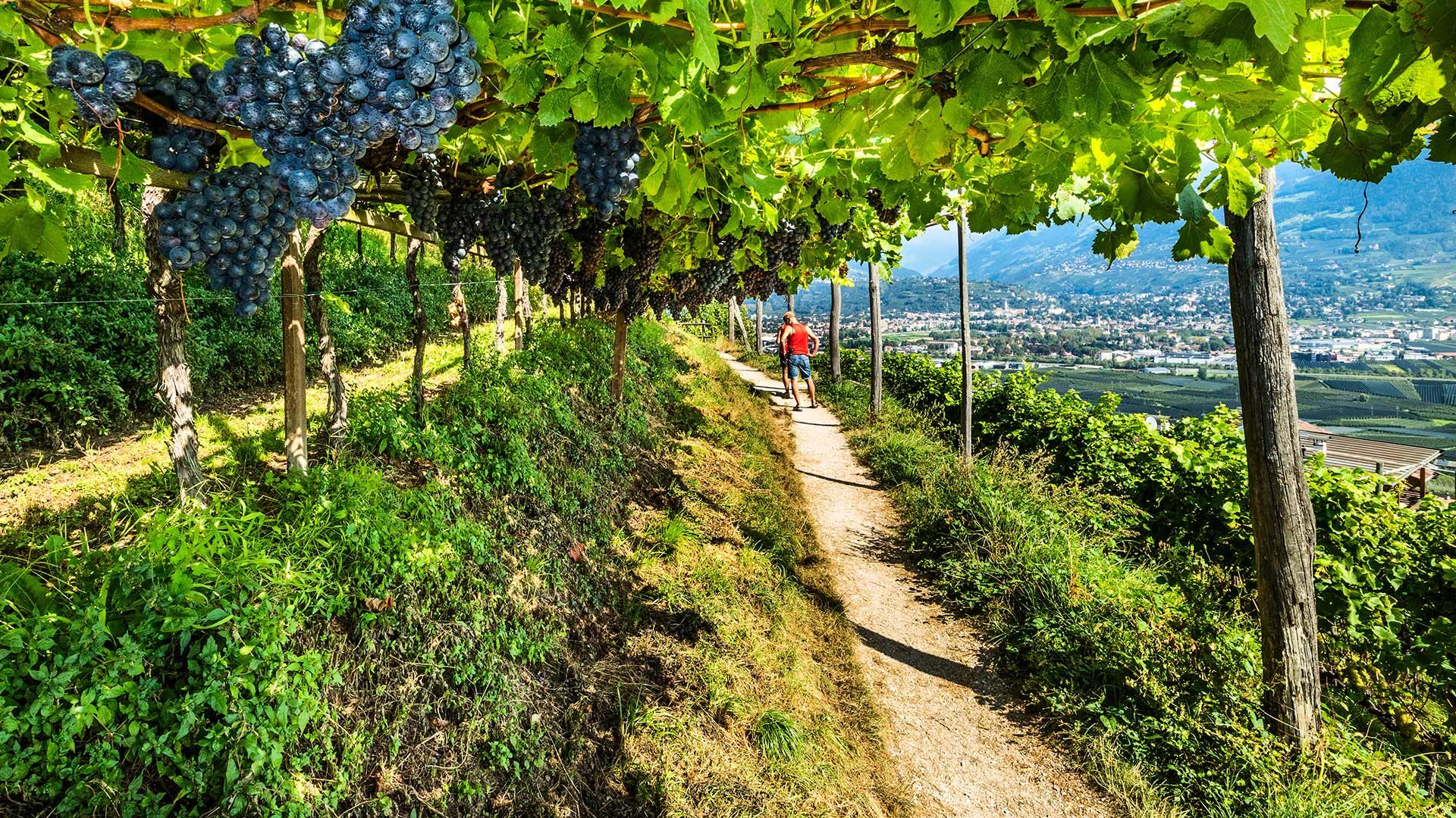 Marlinger Waalweg in Südtirol