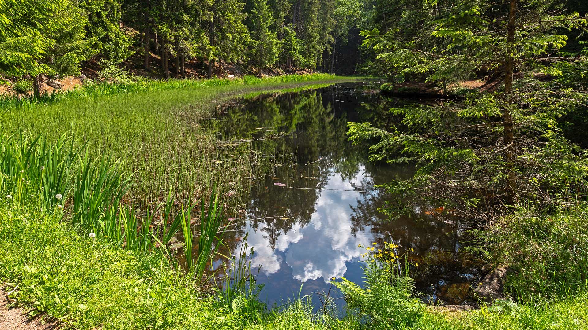 Sulfner Weiher